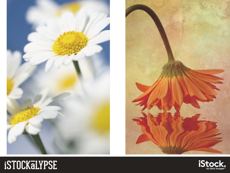 例）花：ピュアな雰囲気を連想させるもの