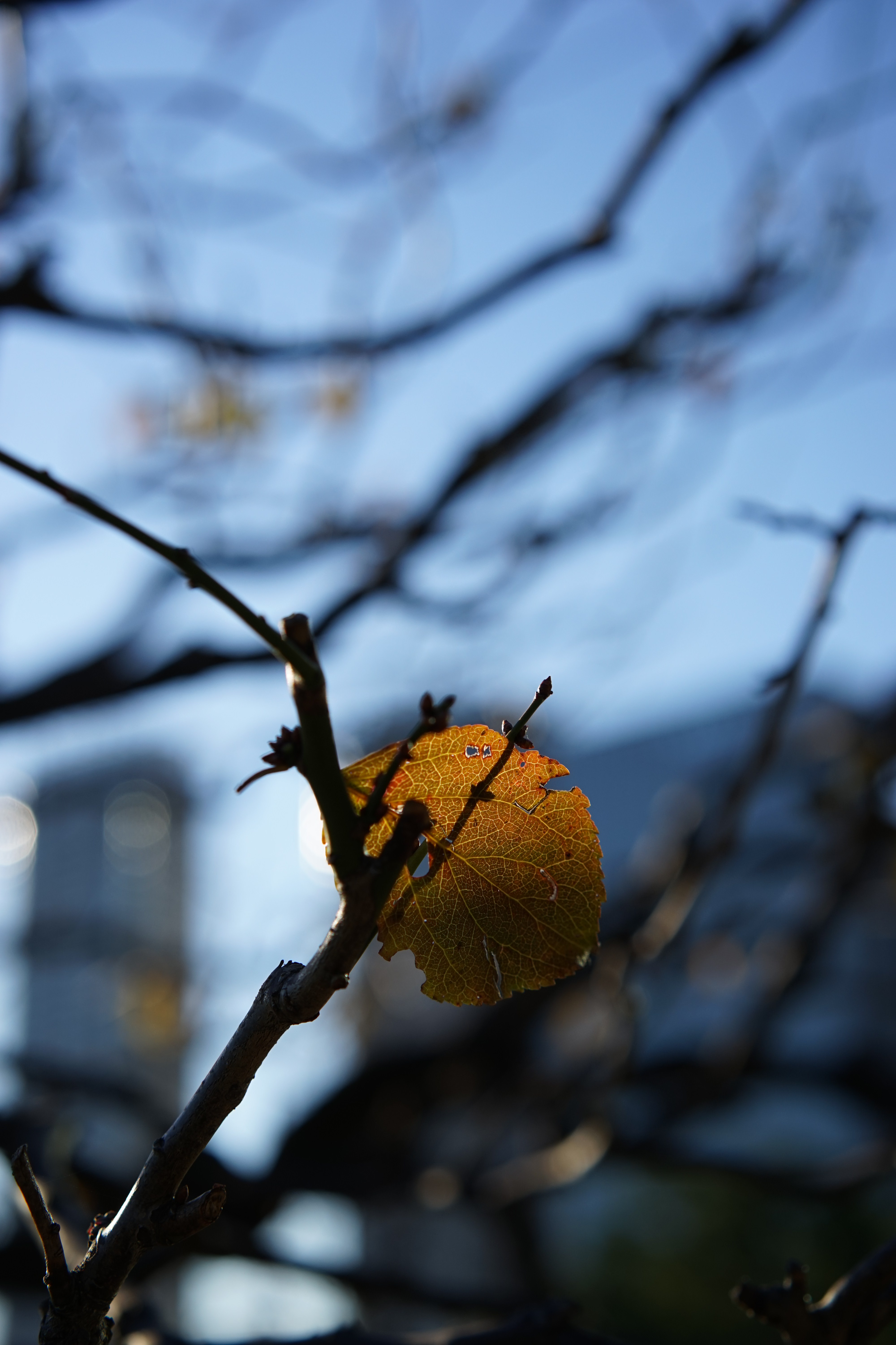 α7 / Sonnar T* FE 55mm F1.8 ZA / 4,000×6,000 / ISO200 / F4 / 1/1,250秒 / 55mm