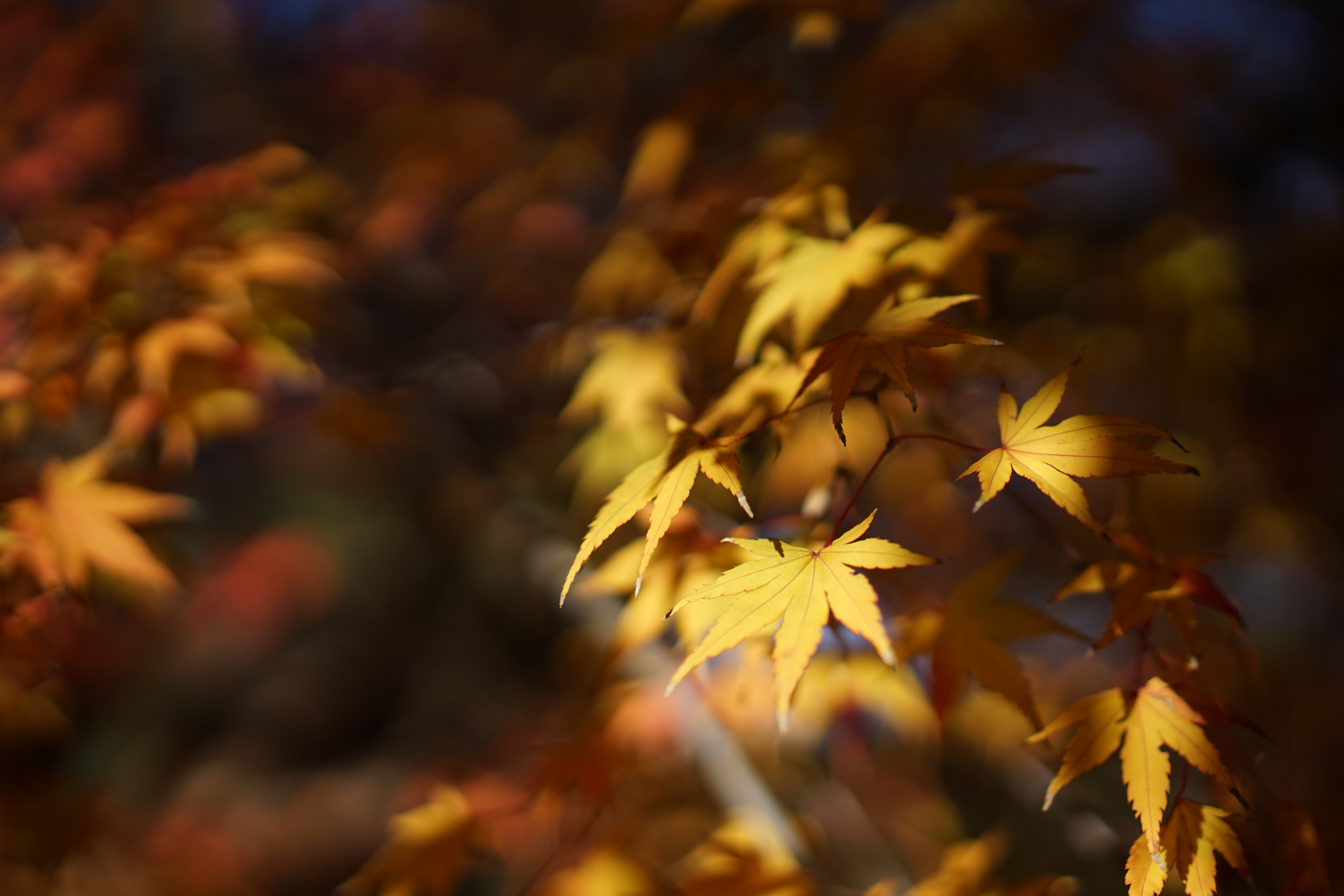 α7 / Sonnar T* FE 55mm F1.8 ZA / 6,000×4,000 / ISO200 / F2 / 1/8,000秒 / 55mm