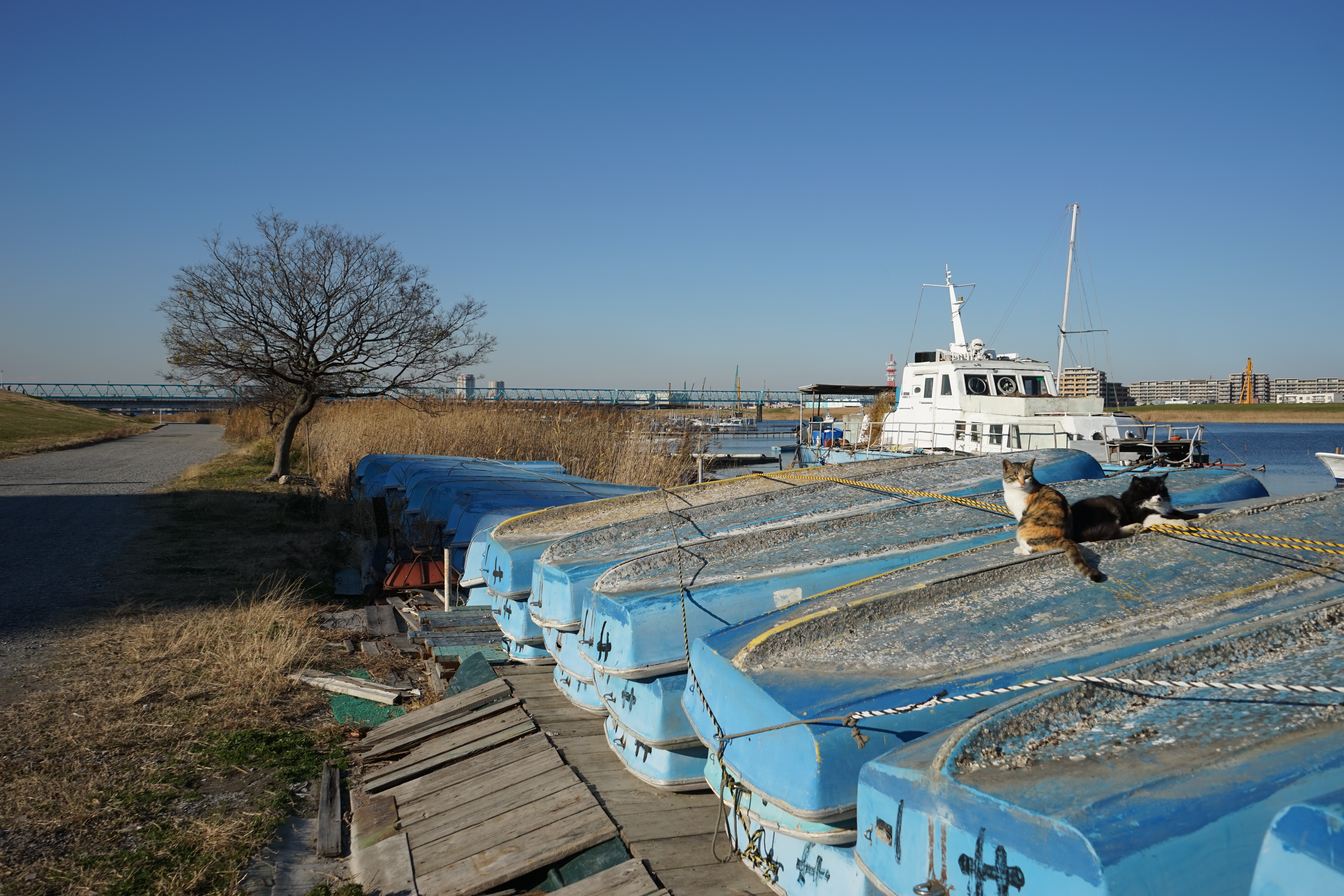 α7 / FE 28-70mm F3.5-5.6 OSS / 6,000×4,000 / ISO100 / F8 / 1/400秒 / 28mm