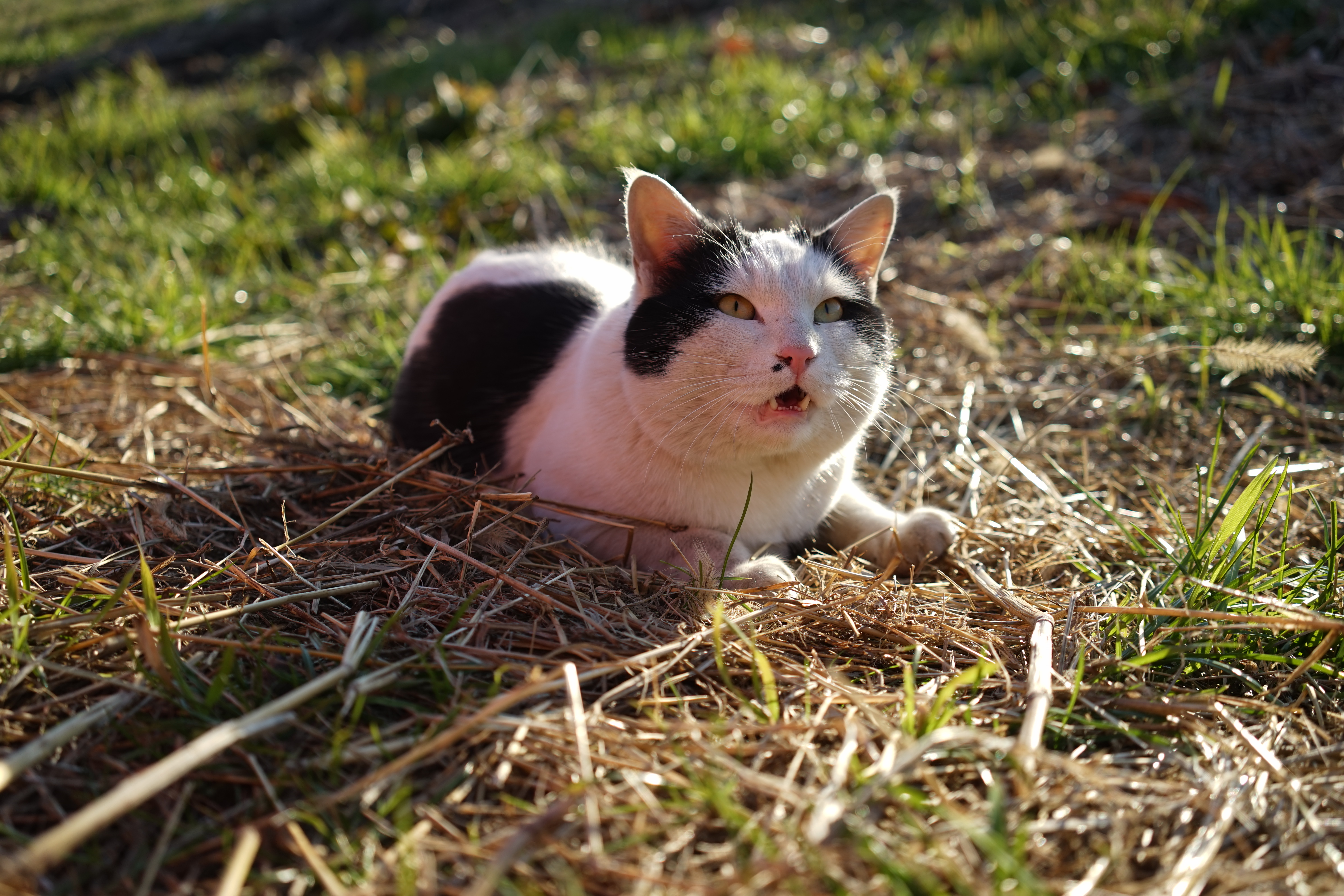 α7 / Sonnar T* FE 35mm F2.8 ZA / 6,000×4,000 / ISO80 / F4 / 1/400秒 / 35mm