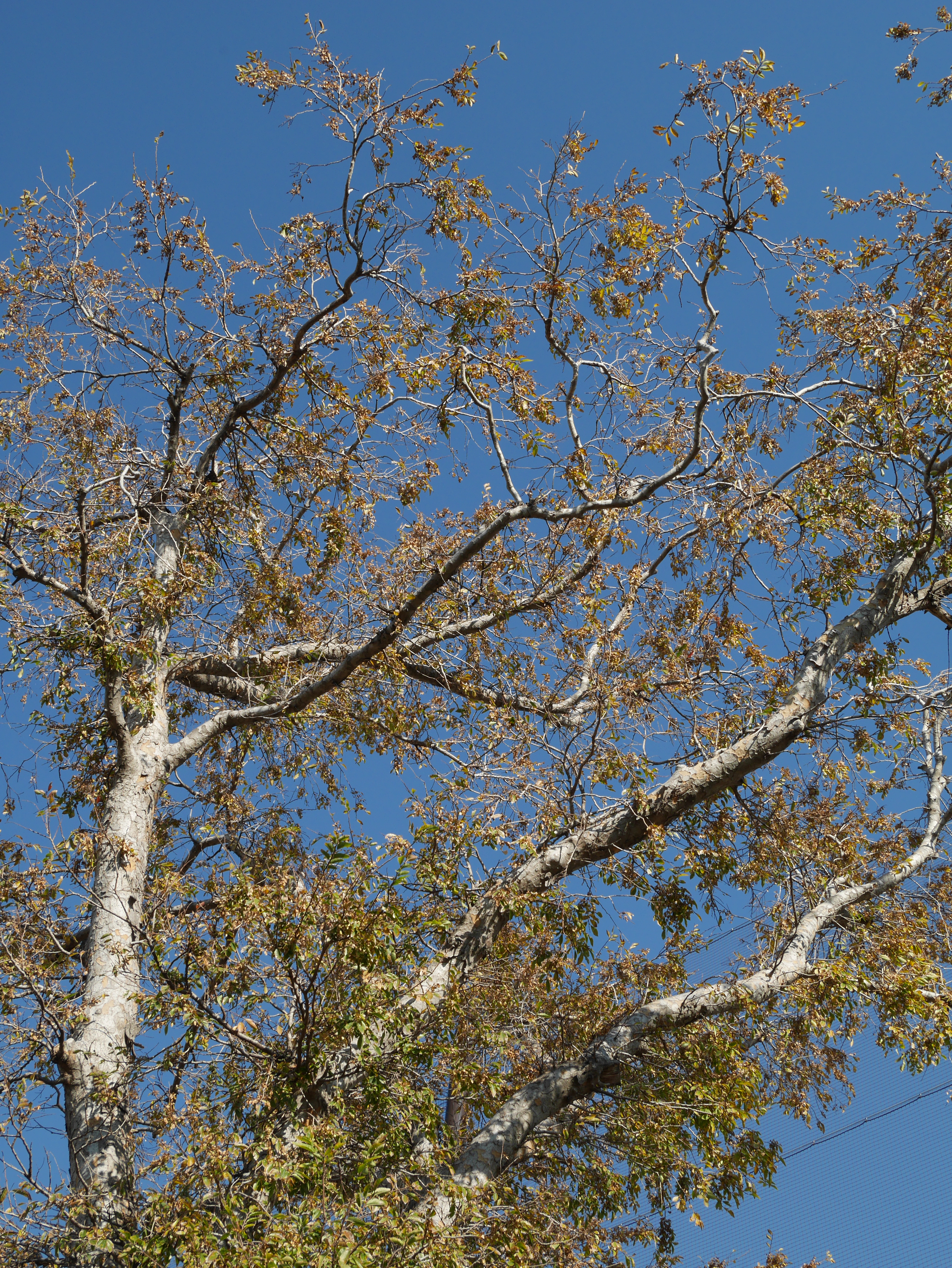 LUMIX G VARIO 12-32mm F3.5-5.6 ASPH. MEGA O.I.S. / 1/250秒 / F8 / 0EV / ISO200 / プログラム / WB：オート / 24mm