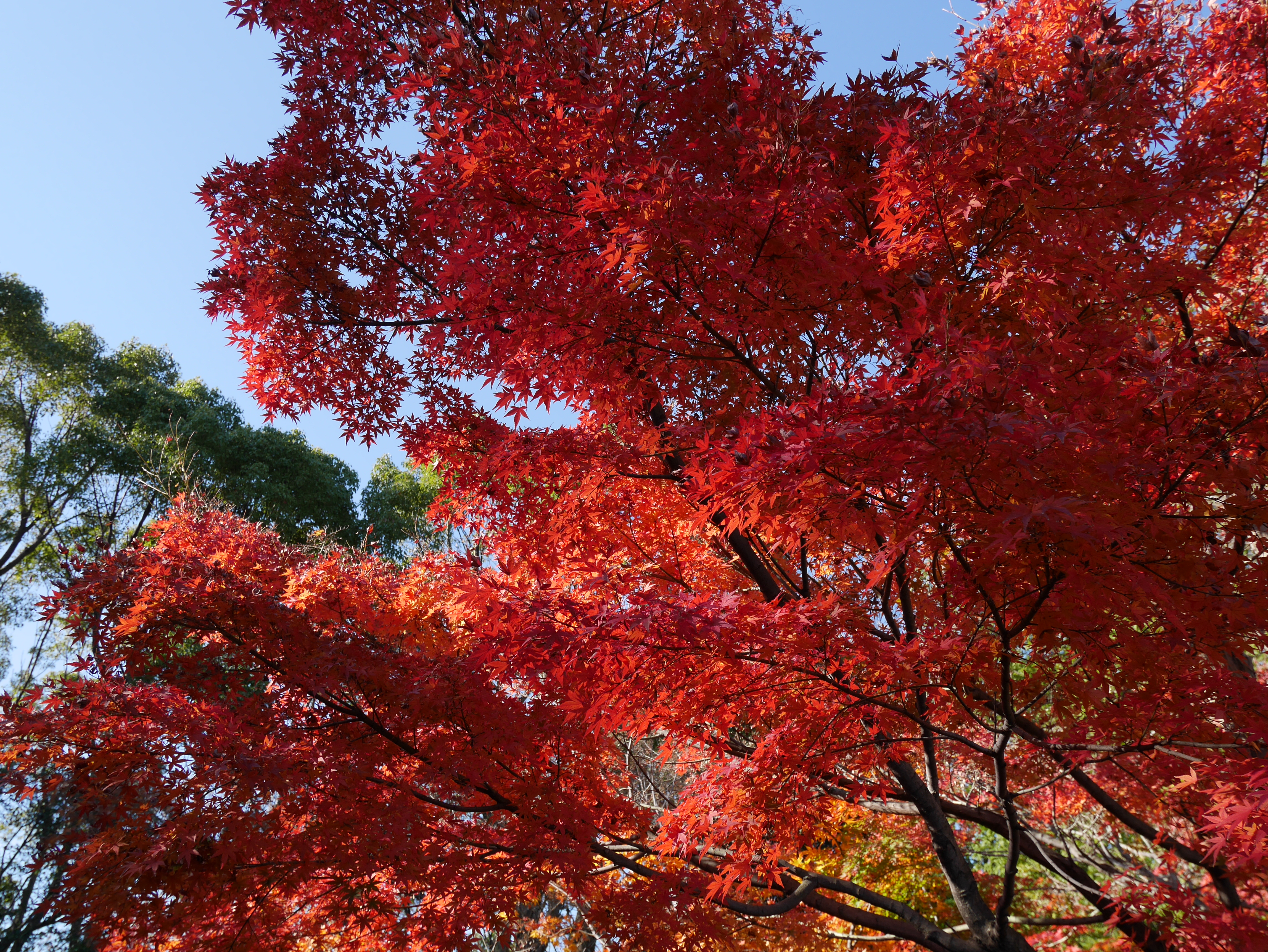 LUMIX G VARIO 12-32mm F3.5-5.6 ASPH. MEGA O.I.S. / 1/250秒 / F5.6 / 0EV / ISO200 / プログラム / WB：オート / 16mm
