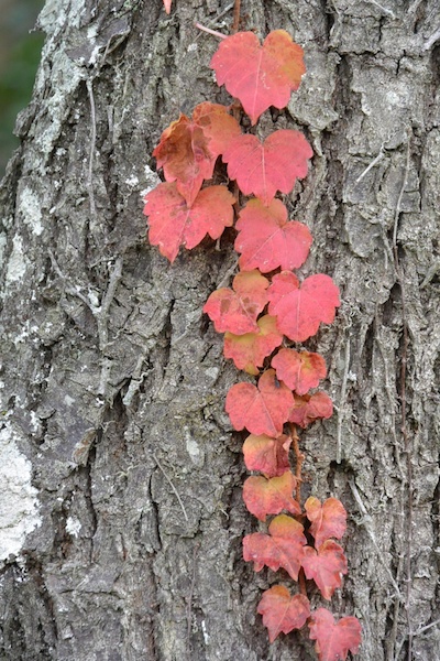 撮影者：忠元桜さん「娘に誘われて参加しました。カメラは全くの無知でしたので、ただ観光を楽しませてもらおうと思っていましたが、気が付くと撮影に夢中になっていました。素晴らしい体験をさせていただき感謝しています。迷いながらの参加でしたが、とても楽しかったです」
