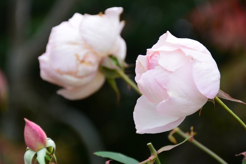 撮影者：みどりんこさん「初めてレンズ交換式カメラを触りました。はじめは何を撮ろうか戸惑いながらシャッターを押していましたが、次第に自分が惹かれるものがわかってきました。撮った写真を見ると花や木々などばかりで、「自然に飢えていたんだな」と気づきました（苦笑）こんなに夢中になったことは久しぶりです。ちょっと、カメラが欲しくなりました」