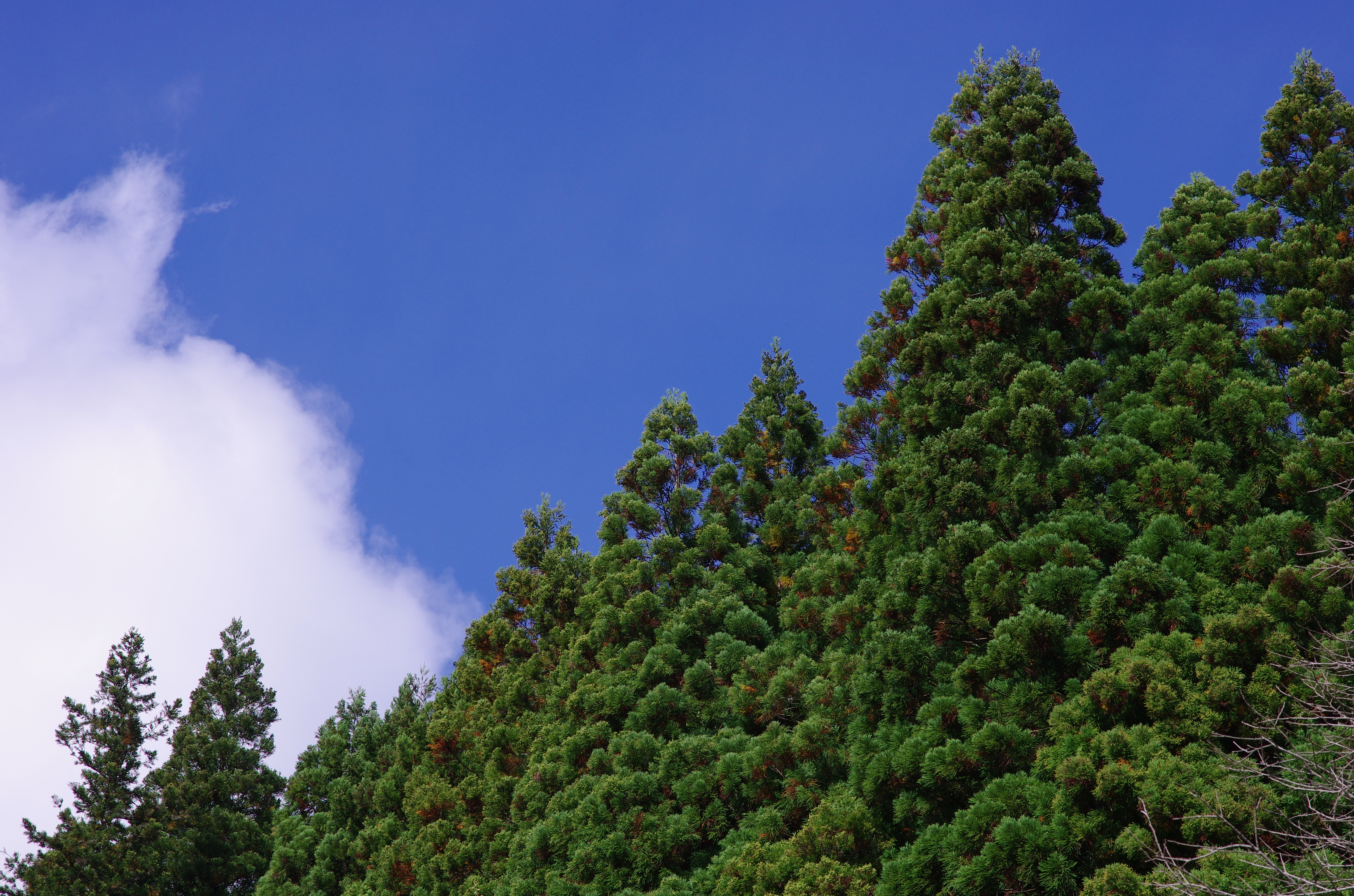 K-5 IIs / 1/250秒 / F8 / -0.3EV / ISO100 / 絞り優先AE / WB：CTE / 70mm