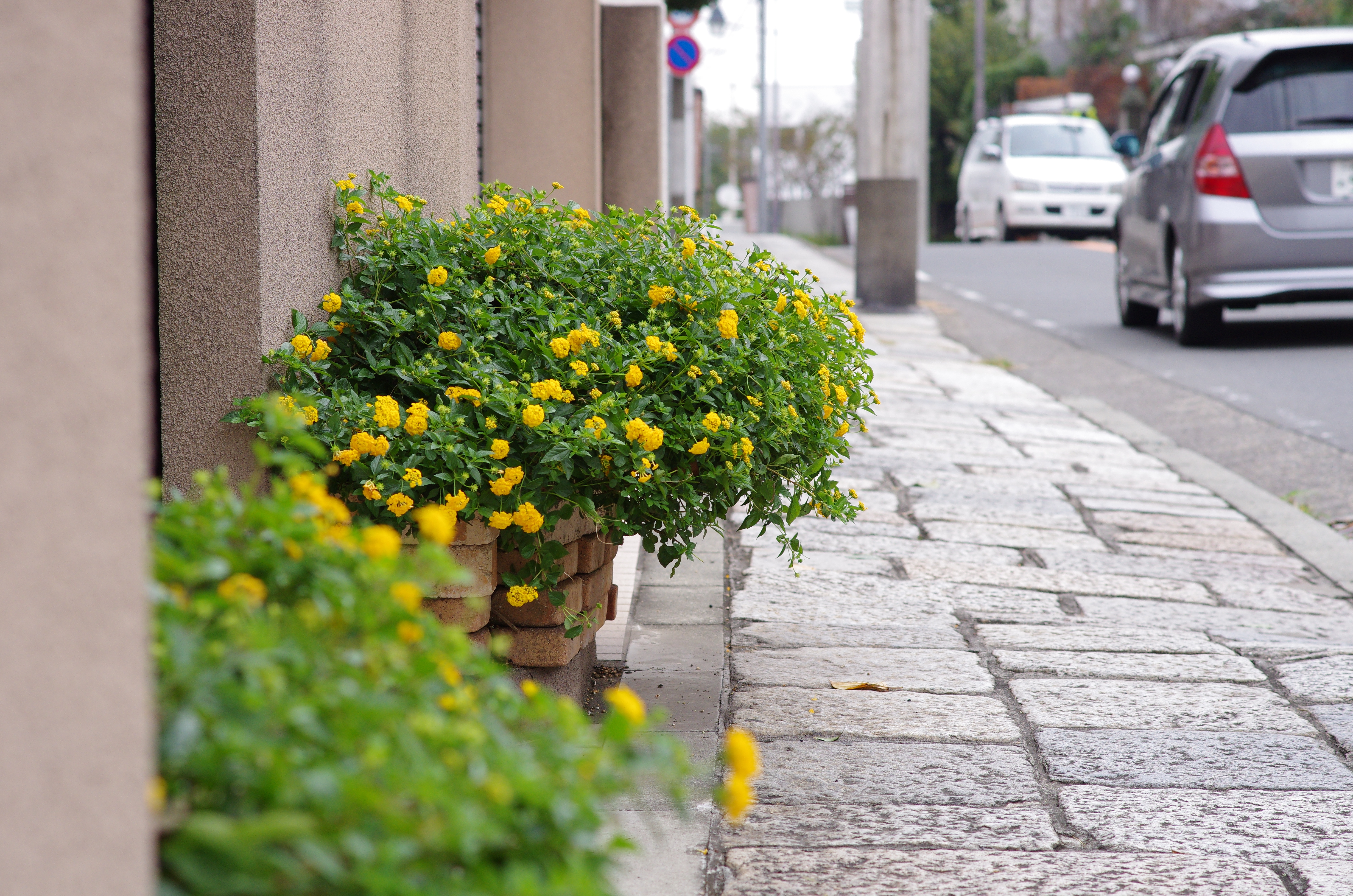 K-5 IIs / 1/500秒 / F5 / +0.7EV / ISO640 / 絞り優先AE / WB：オート / 70mm