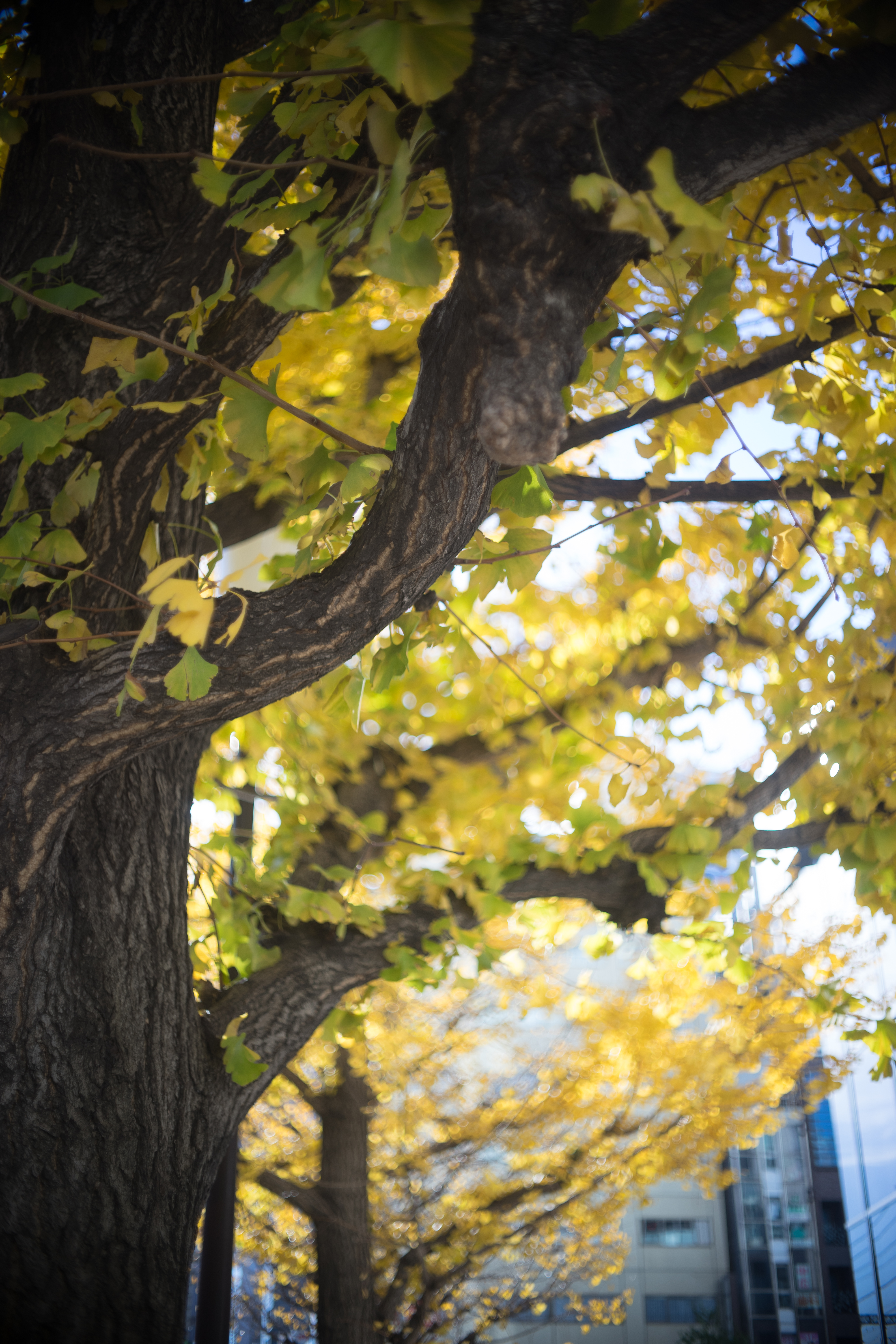 α7 / F.Zuiko Auto-S 38mm F1.8 / 6,000×4,000 / 1/500秒 / F2 / +0.7EV / ISO100 / WB:オート / 38mm