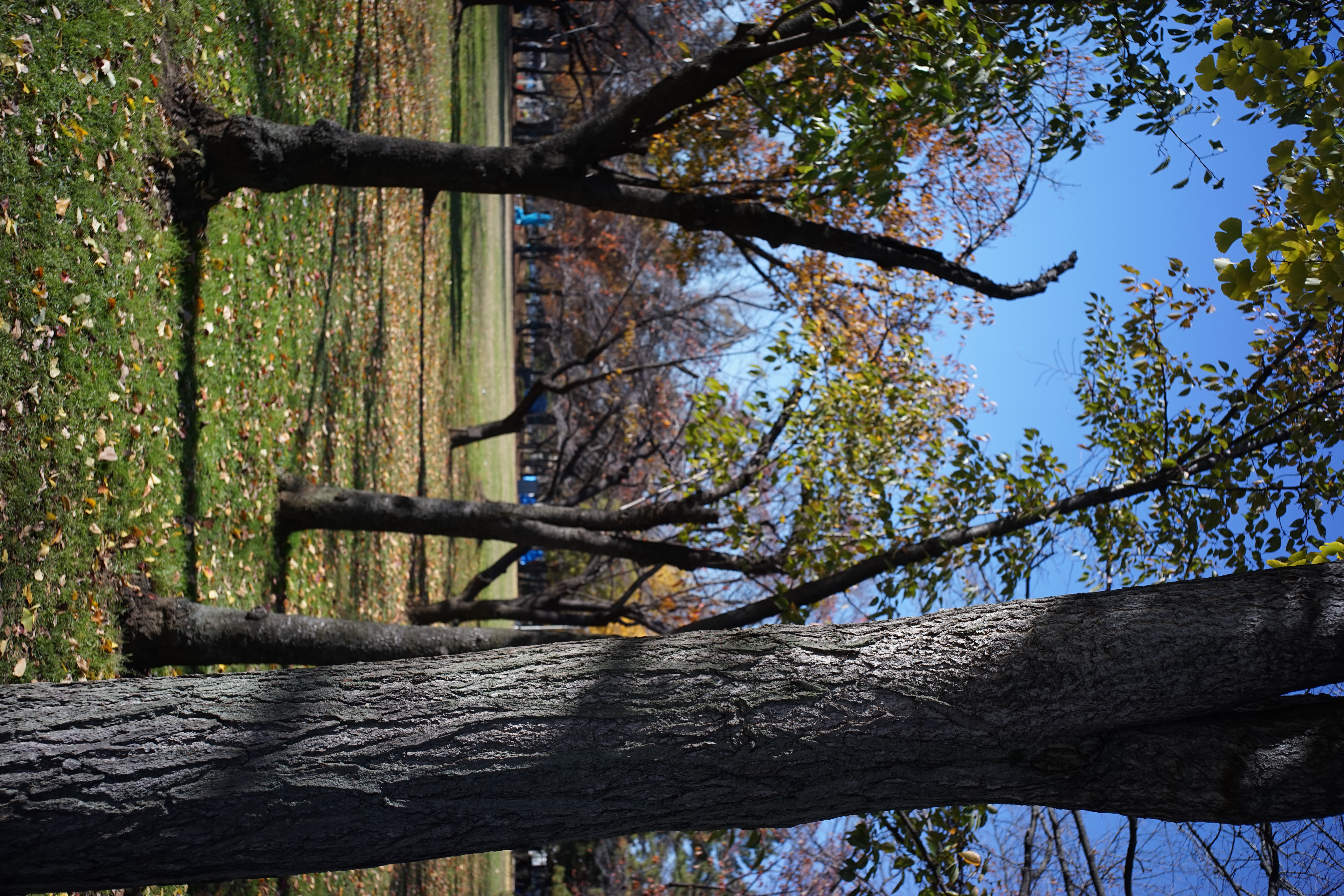 α7 / Biogon T* 28mm F2.8 / 6,000×4,000 / 1/320秒 / F5.6 / 0EV / ISO100 / WB:オート / 28mm