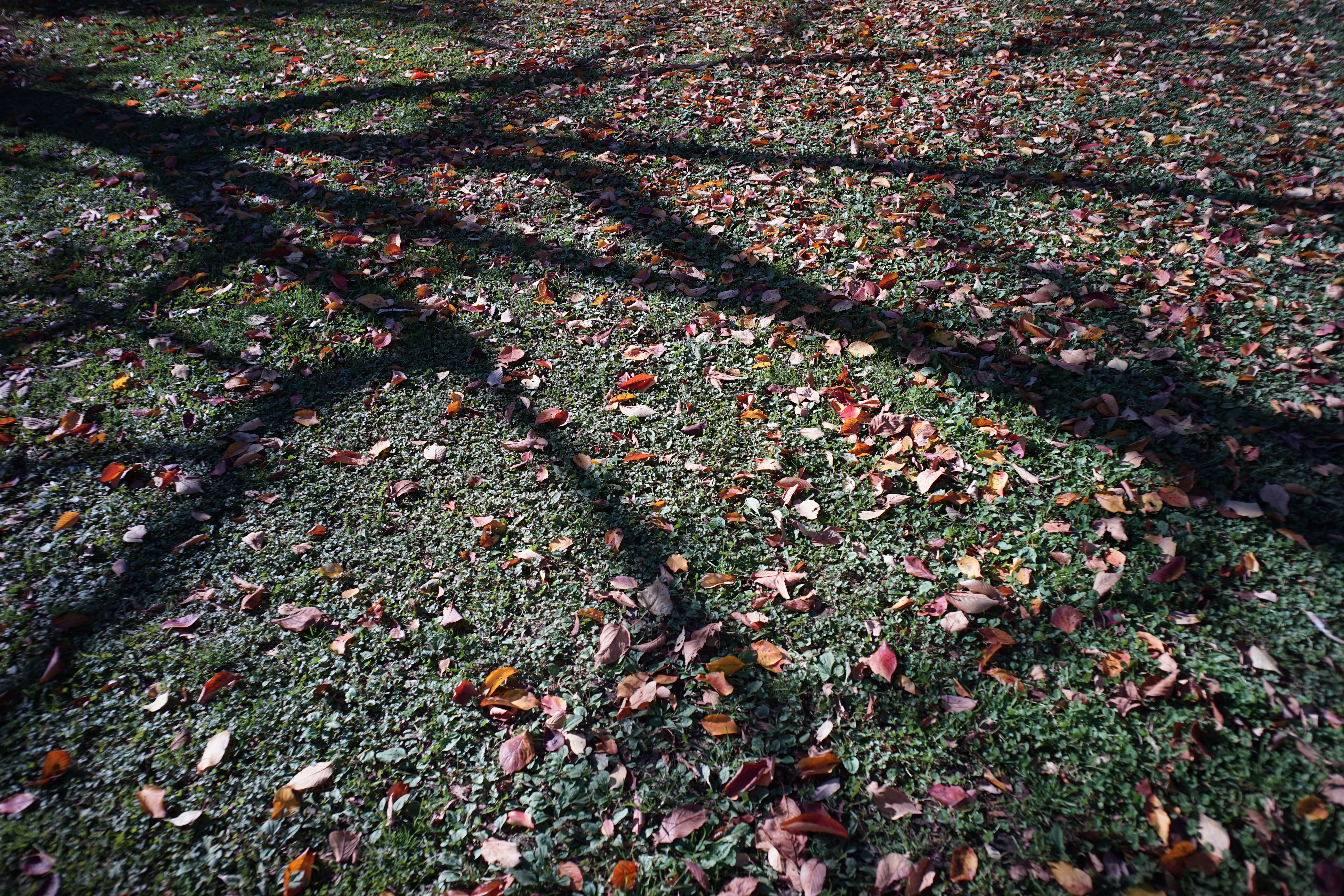 α7 / Biogon T* 28mm F2.8 / 6,000×4,000 / 1/250秒 / F5.6 / 0EV / ISO100 / WB:オート / 28mm