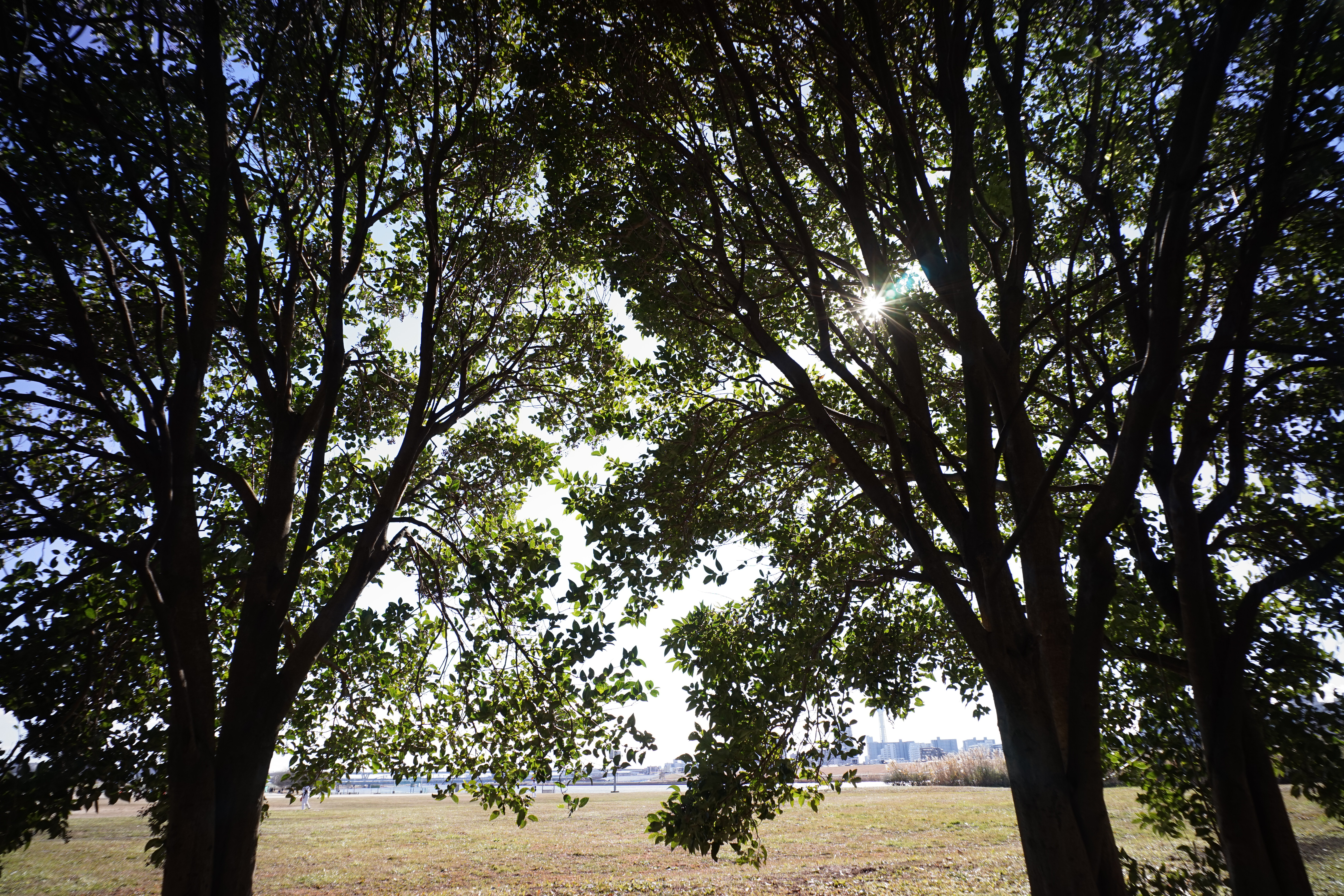 α7 / Biogon T* 21mm F2.8 / 6,000×4,000 / 1/80秒 / F8 / +1.3EV / ISO100 / WB:オート / 21mm