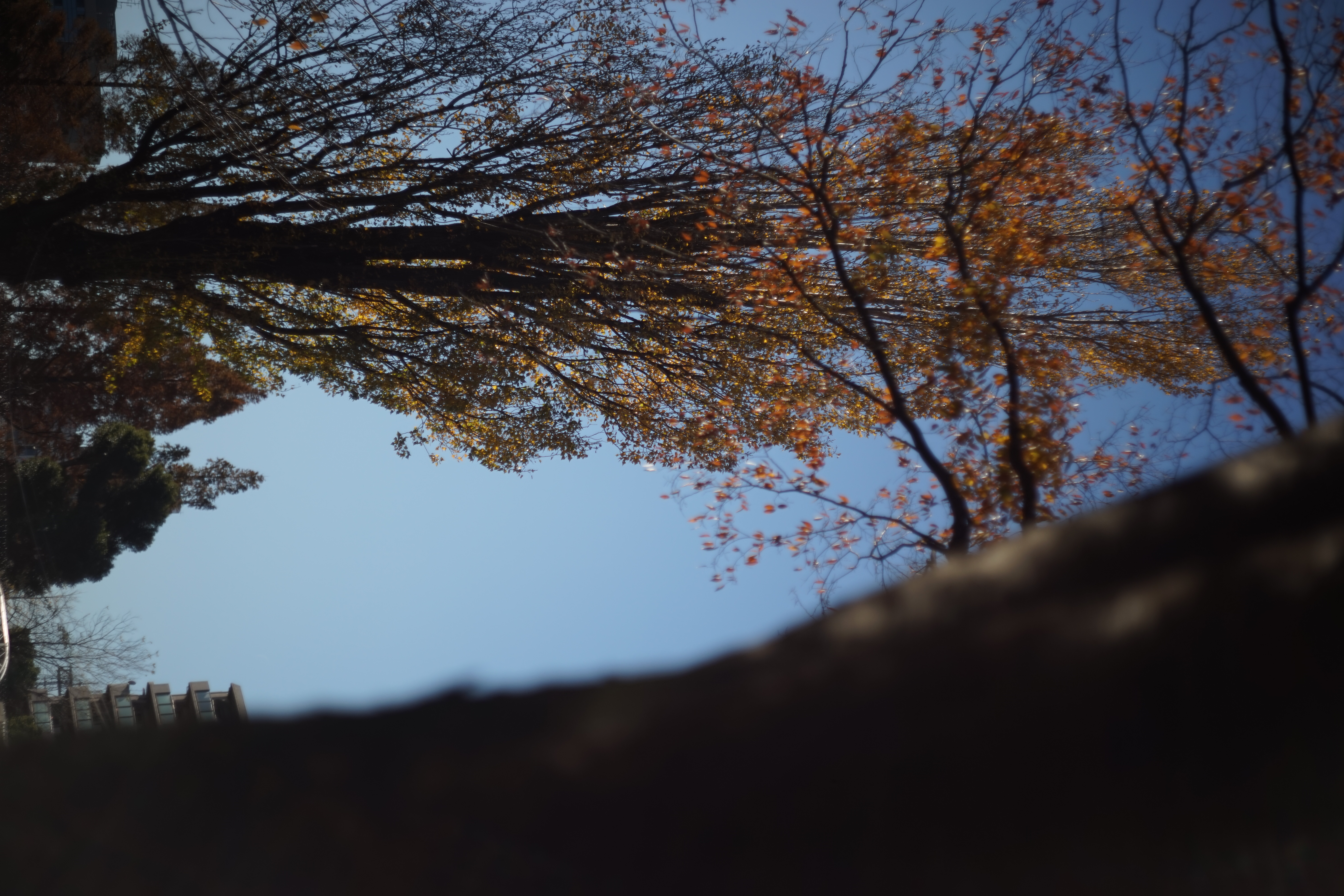 α7 / DR Summicron 50mm F2 / 6,000×4,000 / 1/8000秒 / F2 / -0.7EV / ISO100 / WB:オート / 50mm