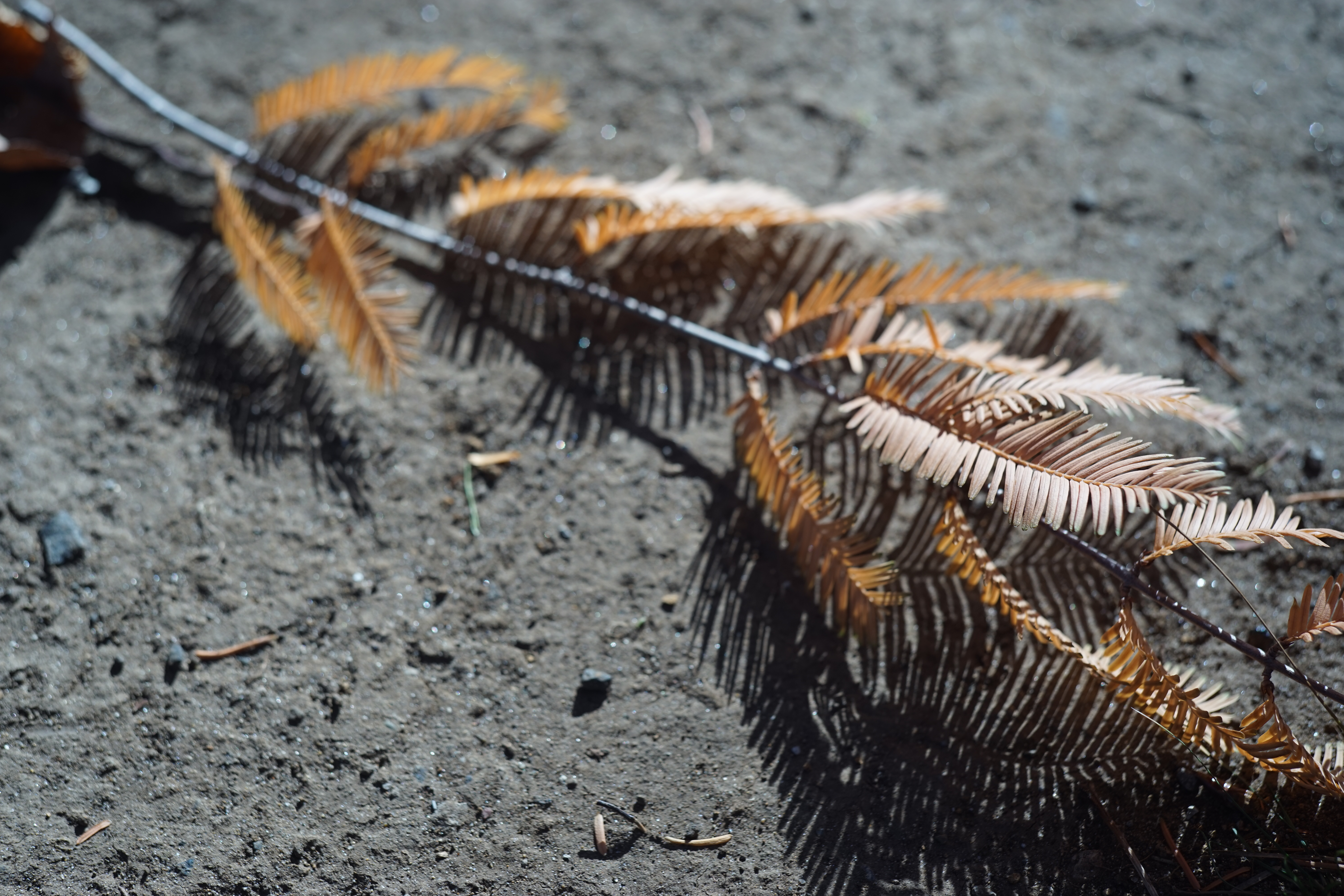 α7 / DR Summicron 50mm F2 / 6,000×4,000 / 1/320秒 / F4 / 0EV / ISO100 / WB:オート / 50mm