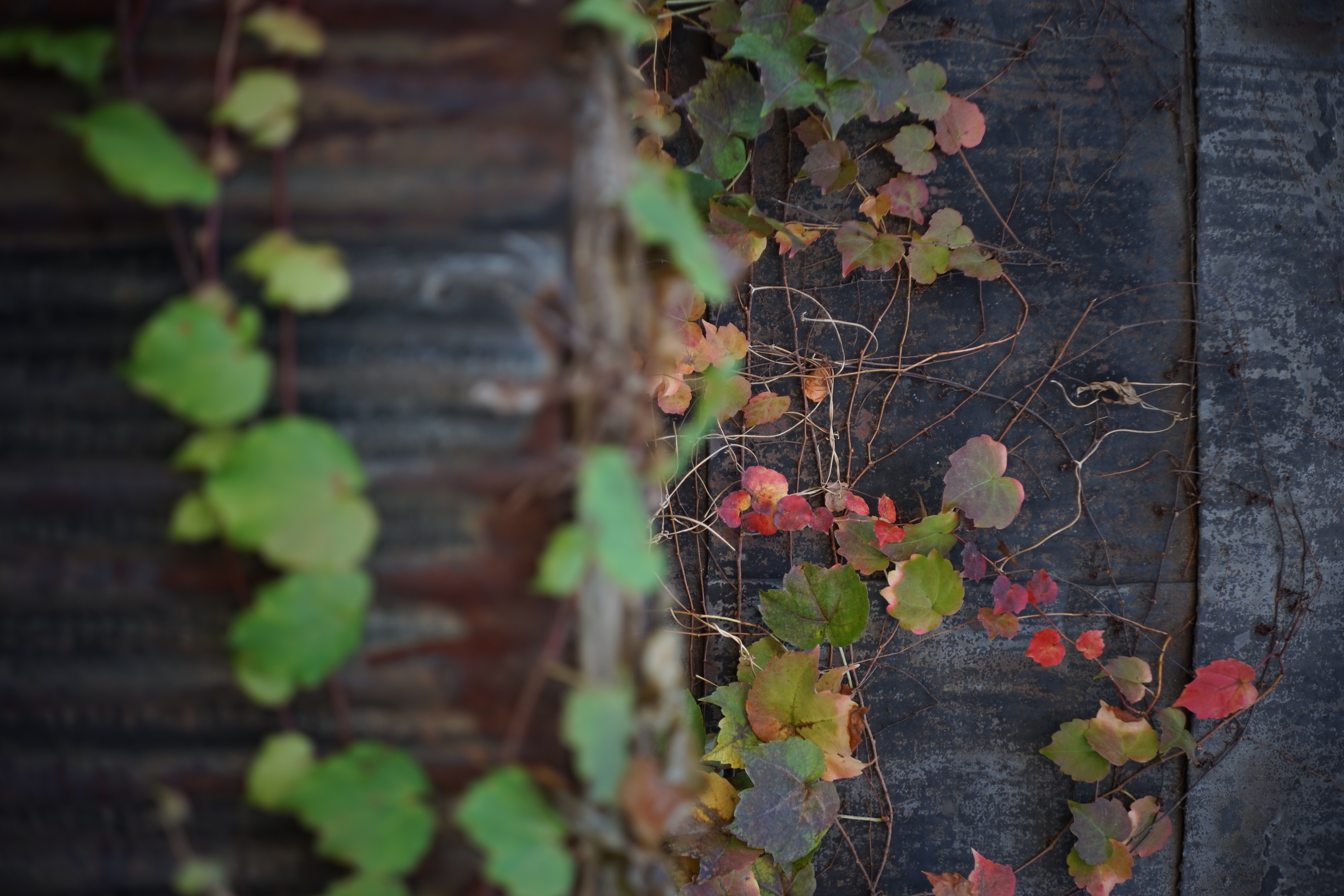 α7 / Ektar 44mm F3.5 / 6,000×4,000 / 1/100秒 / F3.5 / -0.7EV / ISO100 / WB:オート / 44mm