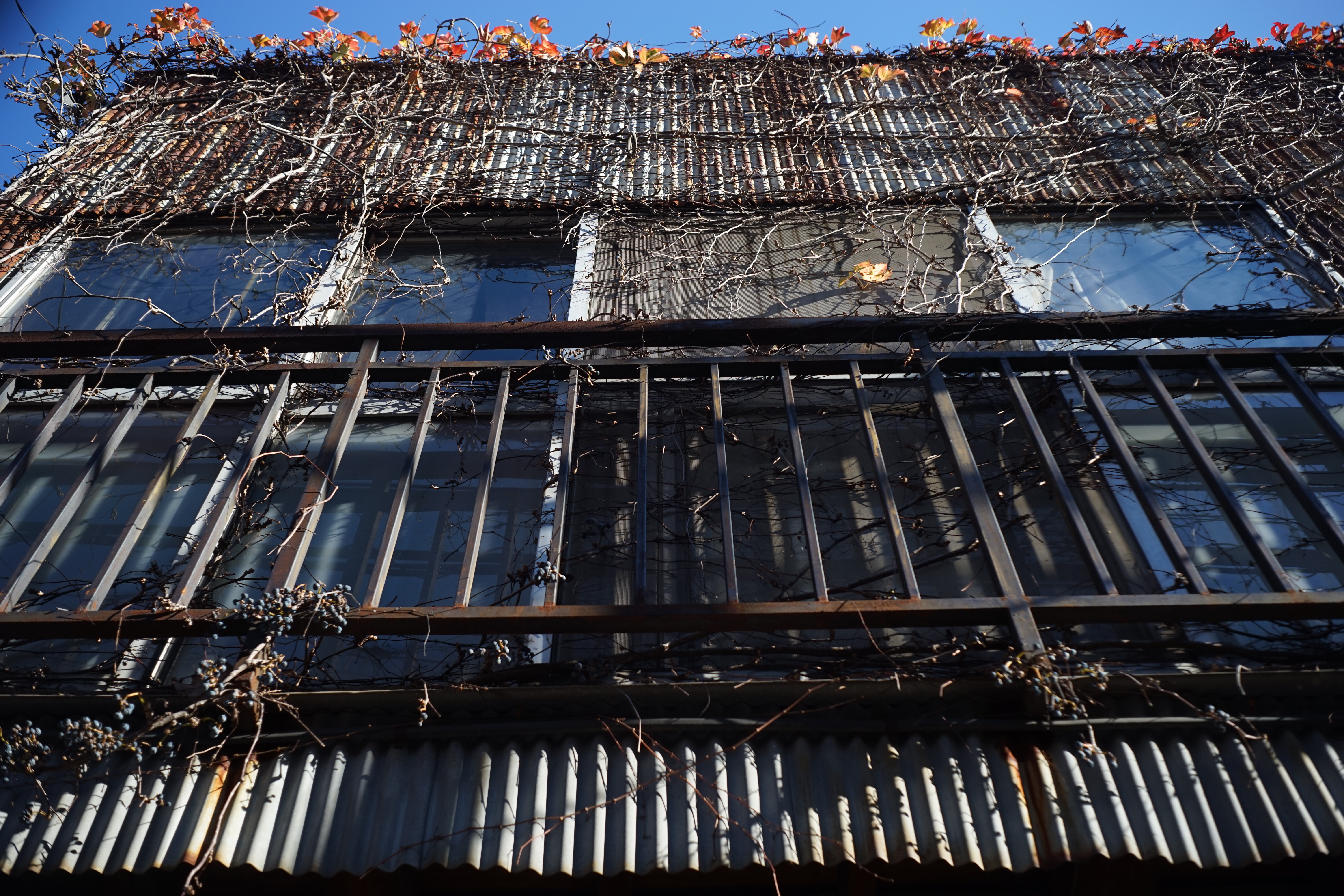 α7 / Ektar 44mm F3.5 / 6,000×4,000 / 1/200秒 / F5.6 / -0.7EV / ISO100 / WB:オート / 44mm