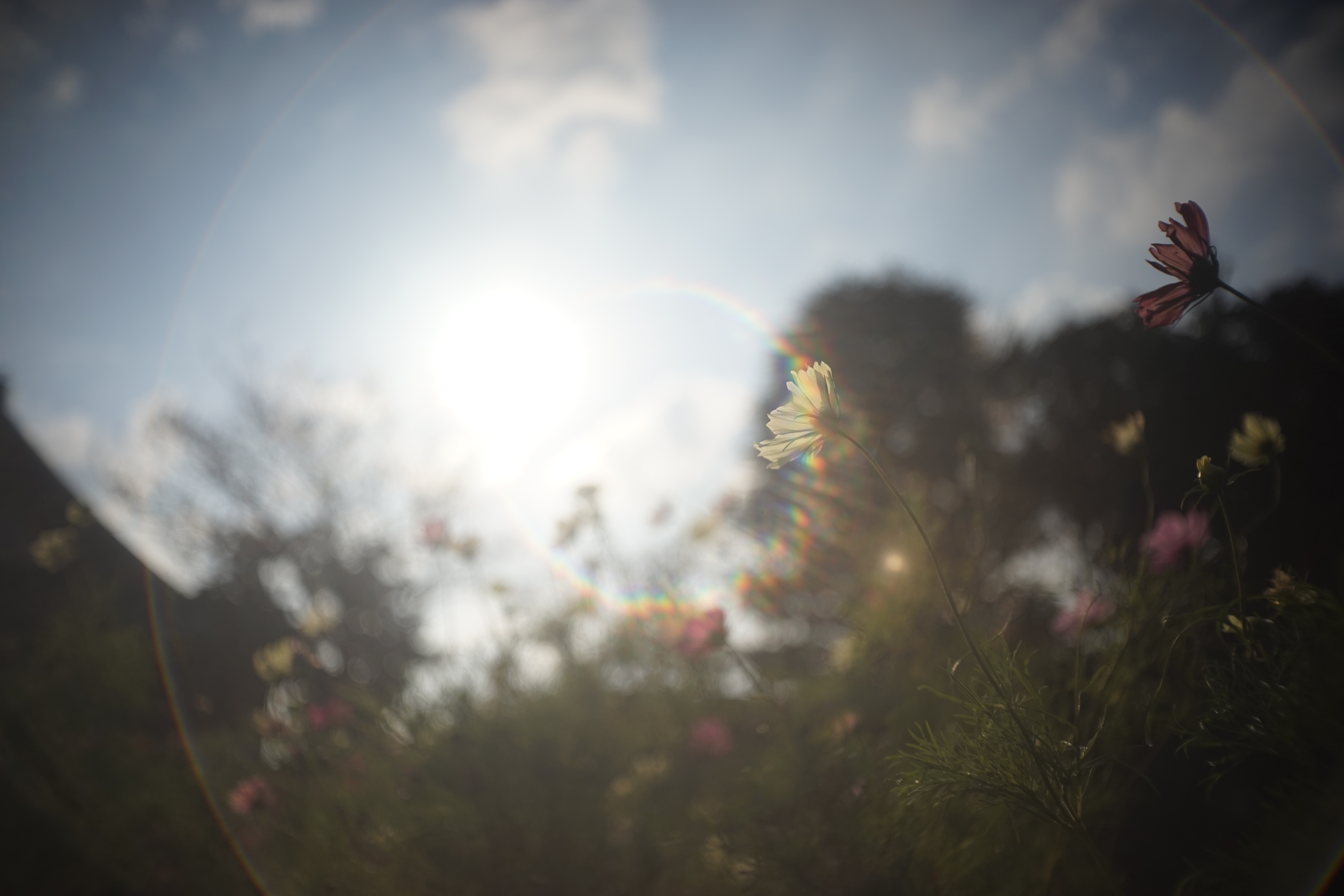 α7 / Tessar 3cm F2.8 / 6,000×4,000 / 1/8000秒 / F2.8 / +0.7EV / ISO100 / WB:オート / 30mm