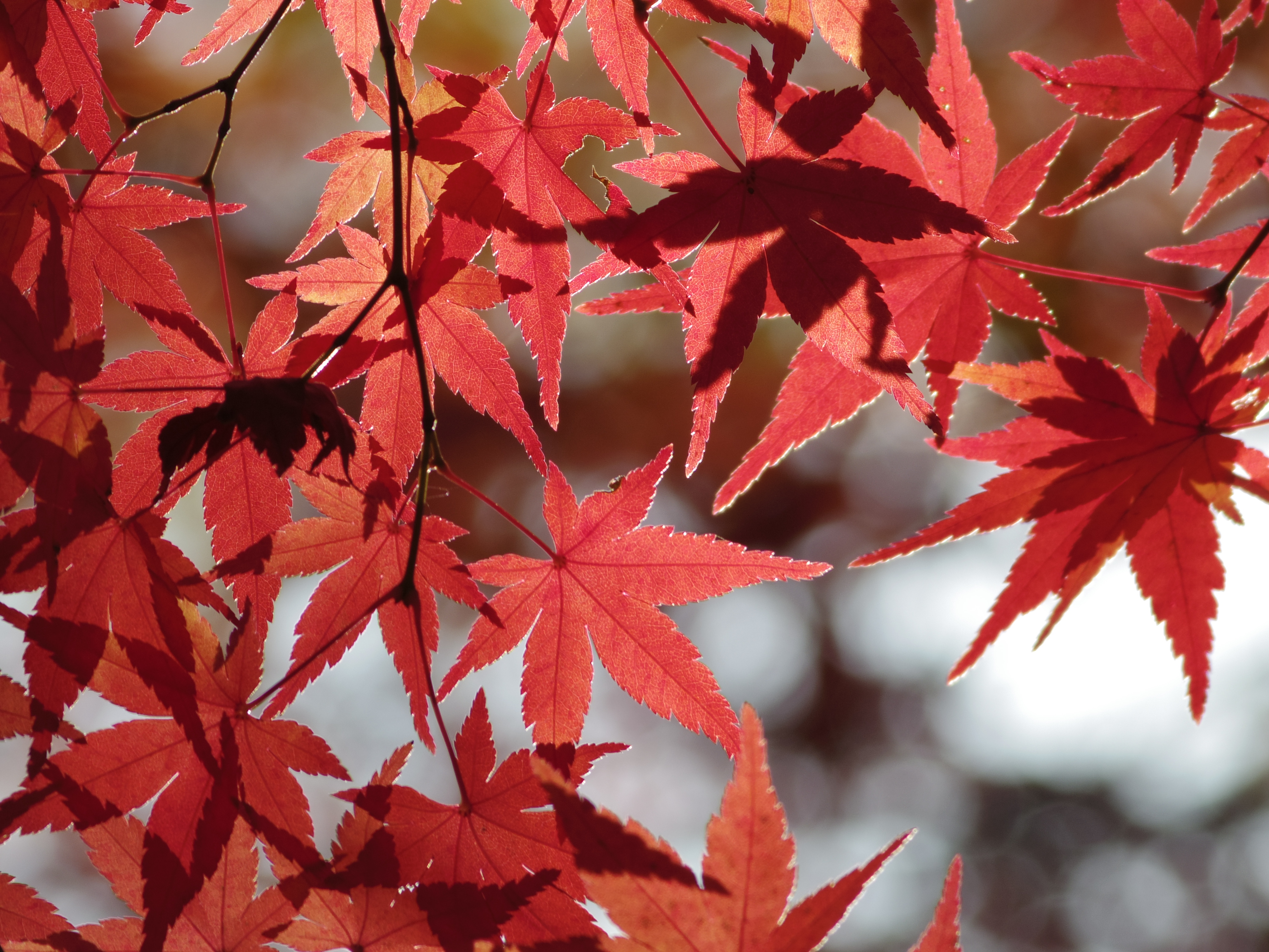 手が届かないほど高い所の紅葉も望遠側なら捉えることができました。DA★ 60-250mm F4ED [IF] SDM / 1/250秒 / F4 / 0EV / ISO100 / 絞り優先AE / WB：オート / 250mm