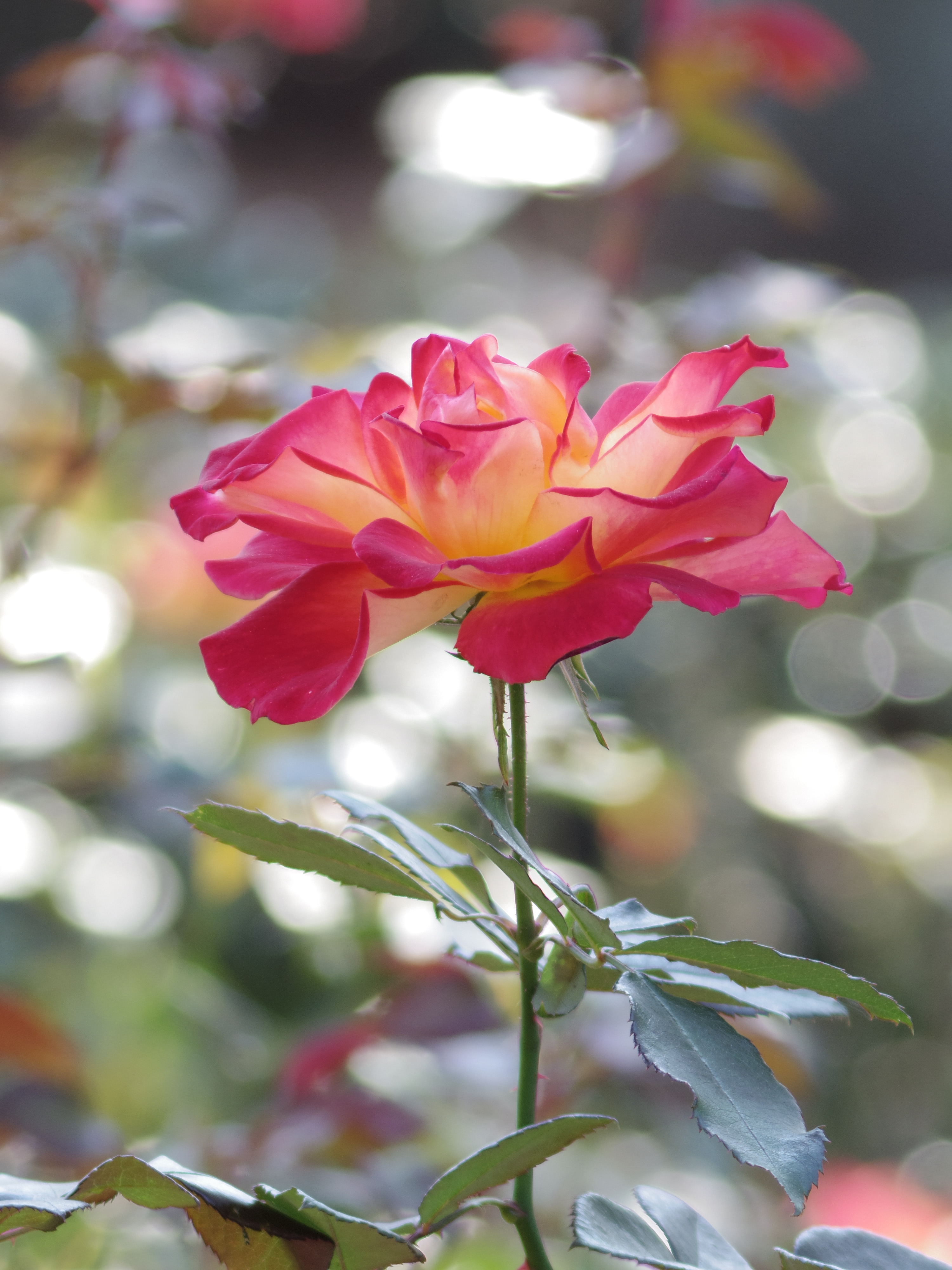 花壇の柵の向こう側の花もマナー違反をすることなく撮影できます。風は少々ありましたが治まった瞬間にシャッターを切りました。贅沢を言えば花びらの質感をもっと丁寧に描写してくれるとうれしいです。DA★ 60-250mm F4ED [IF] SDM / 1/60秒 / F4 / +0.7EV / ISO100 / 絞り優先AE / WB：オート / 250mm