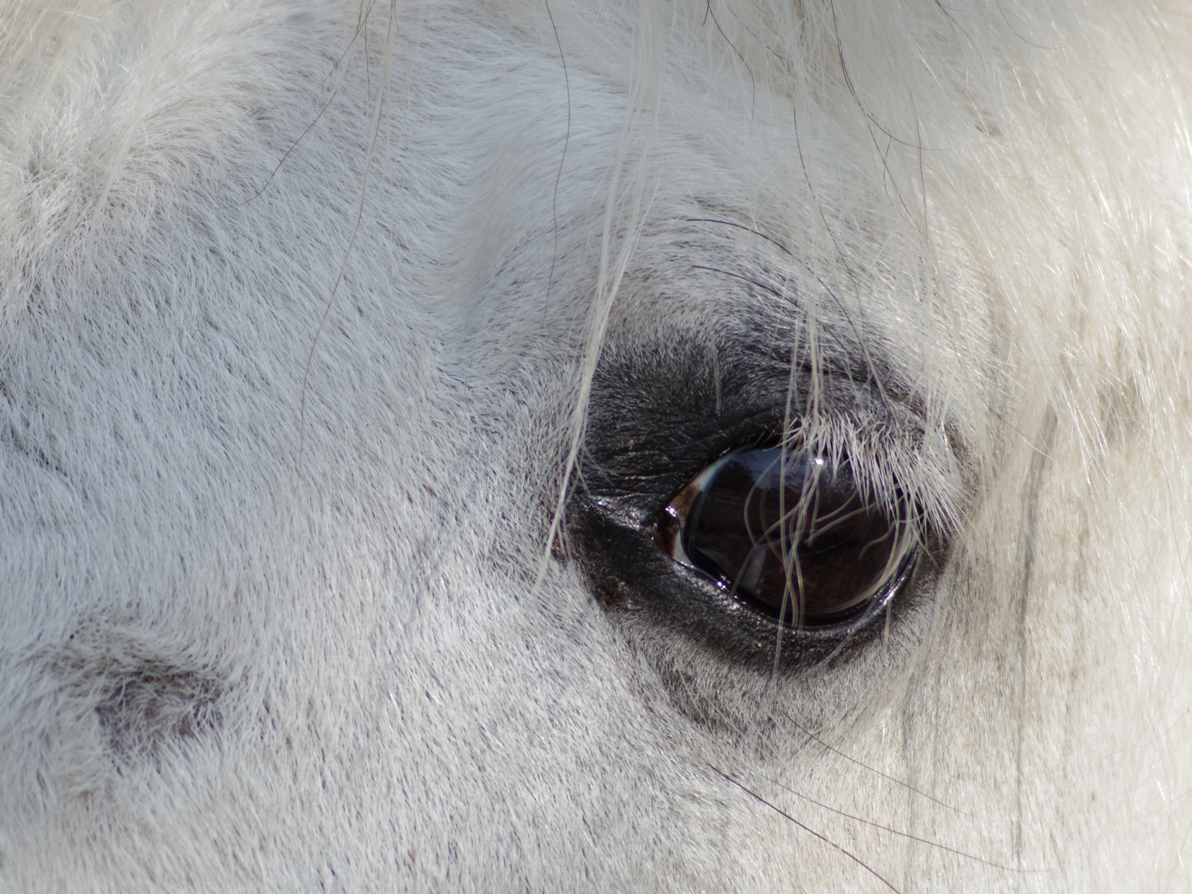 望遠側で馬の目のマツゲにピントを合わせました。DA★ 60-250mm F4ED [IF] SDM / 1/500秒 / F4 / 0EV / ISO100 / 絞り優先AE / WB：オート / 250mm