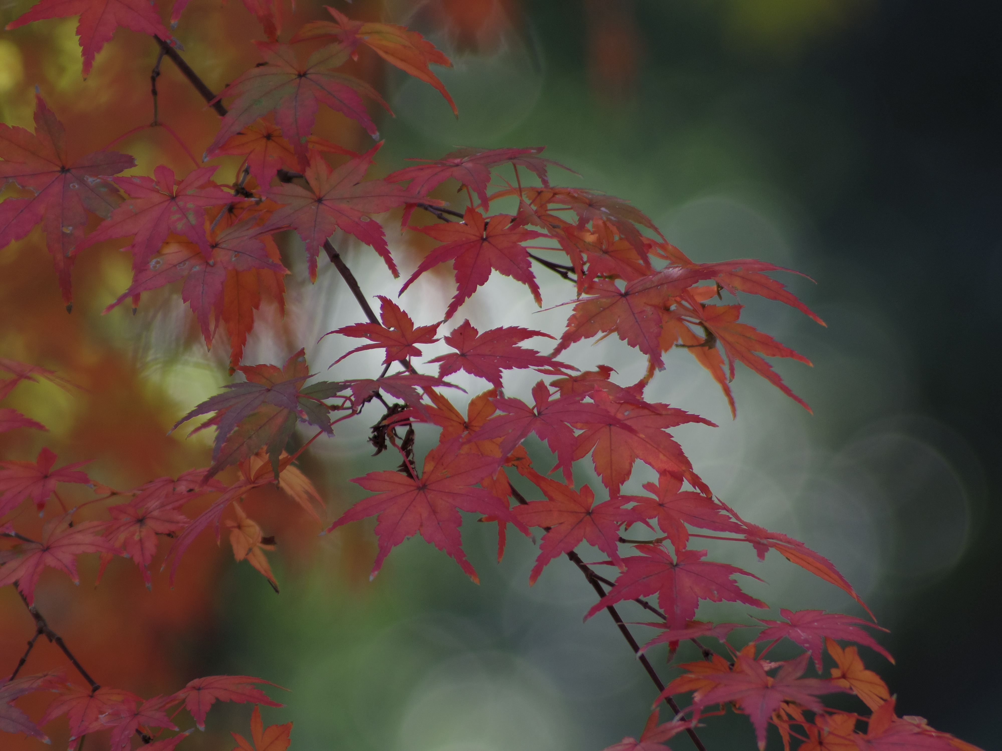 丸ボケが重なって前後のボケが水彩画のように描写されるのが楽しかったです。DA★ 60-250mm F4ED [IF] SDM / 1/60秒 / F4 / -0.7EV / ISO100 / 絞り優先AE / WB：オート / 250mm