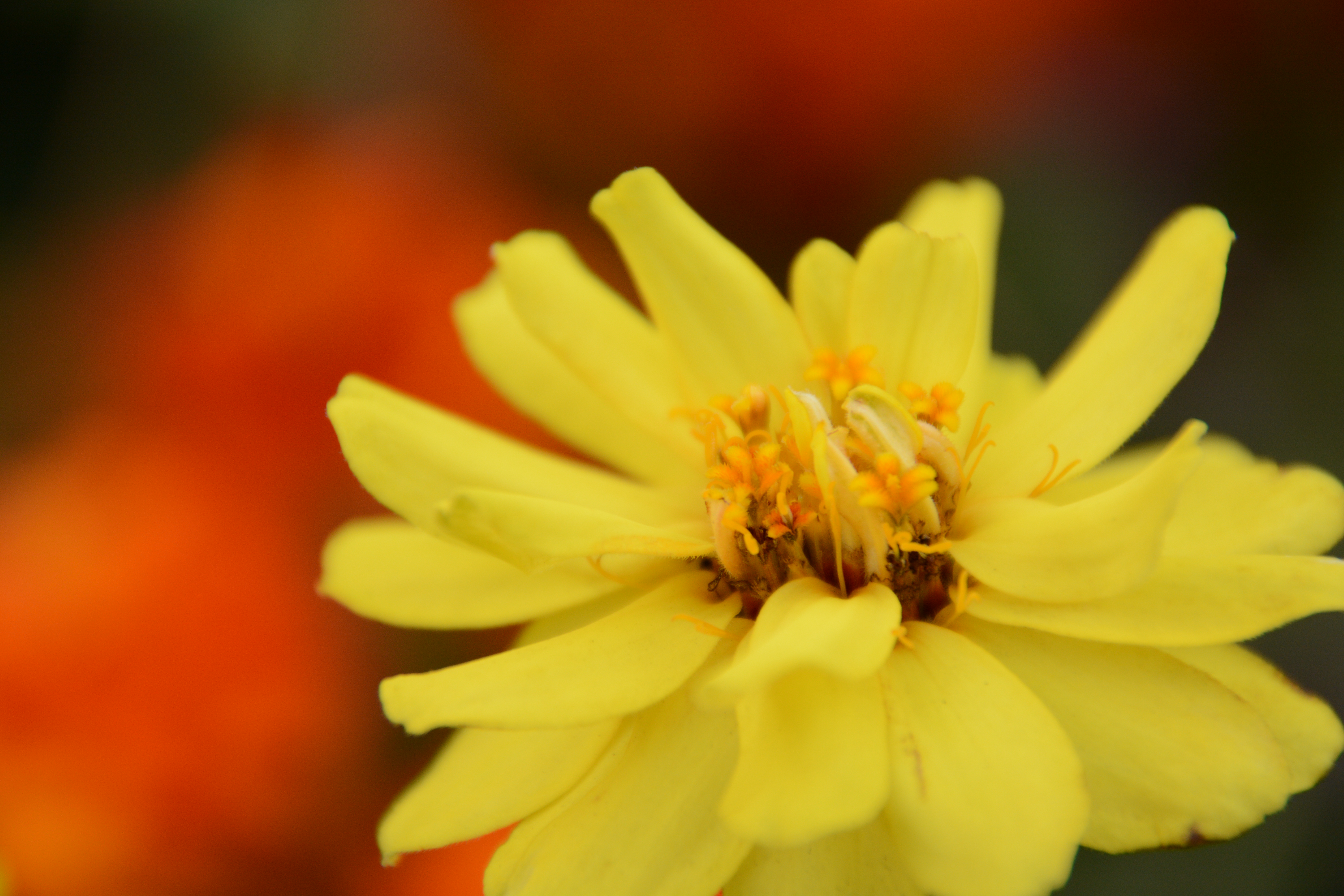 DX 18-300mm / 撮影距離：0.45m（最短）