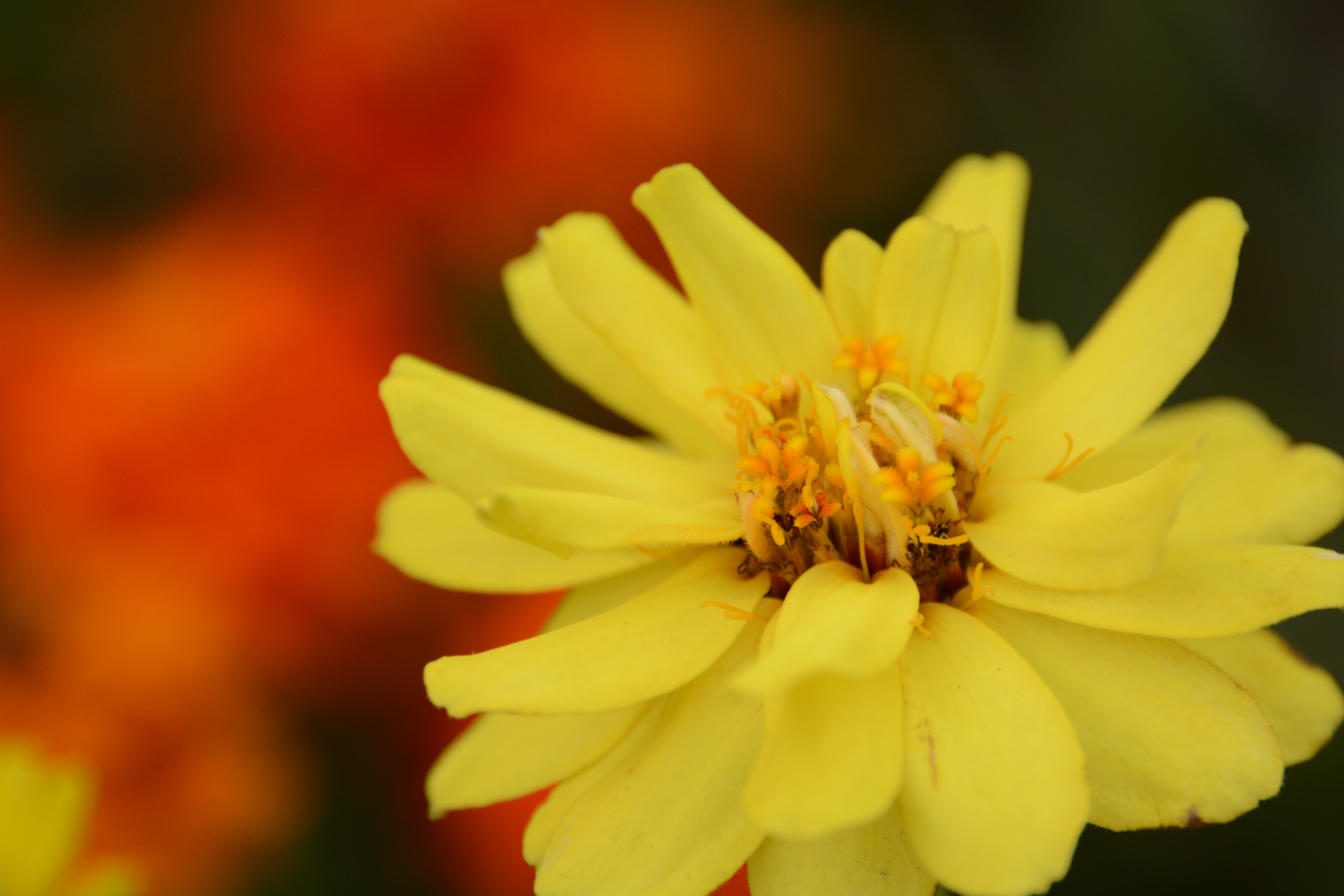 28-300mm / 撮影距離：0.5m（最短）