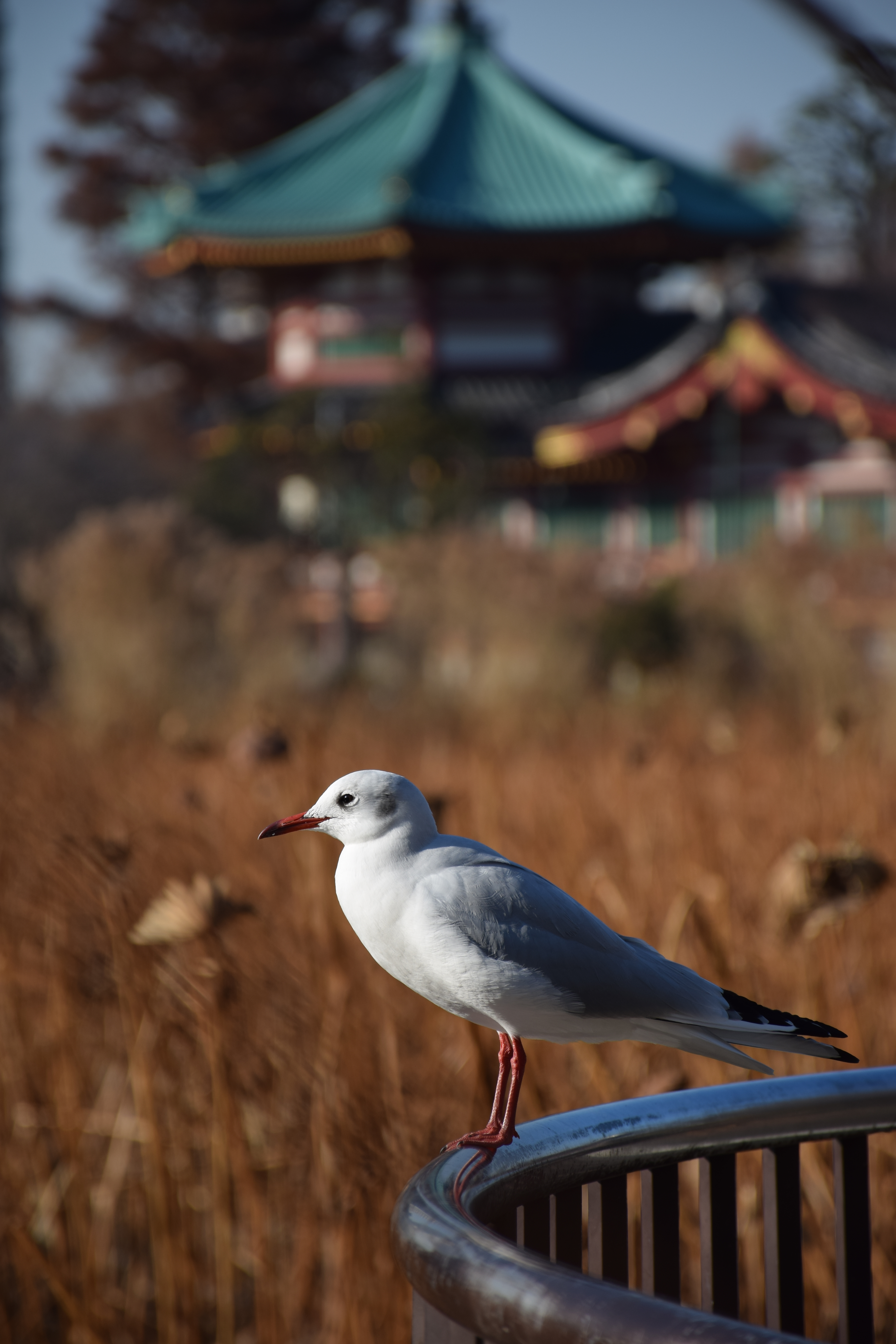 D5300 / AF-S DX NIKKOR 18-140mm F3.5-5.6 G ED VR  / 4,000×6,000 / ISO100 / F5.6 / 1/500秒 / 140mm（210mm相当）