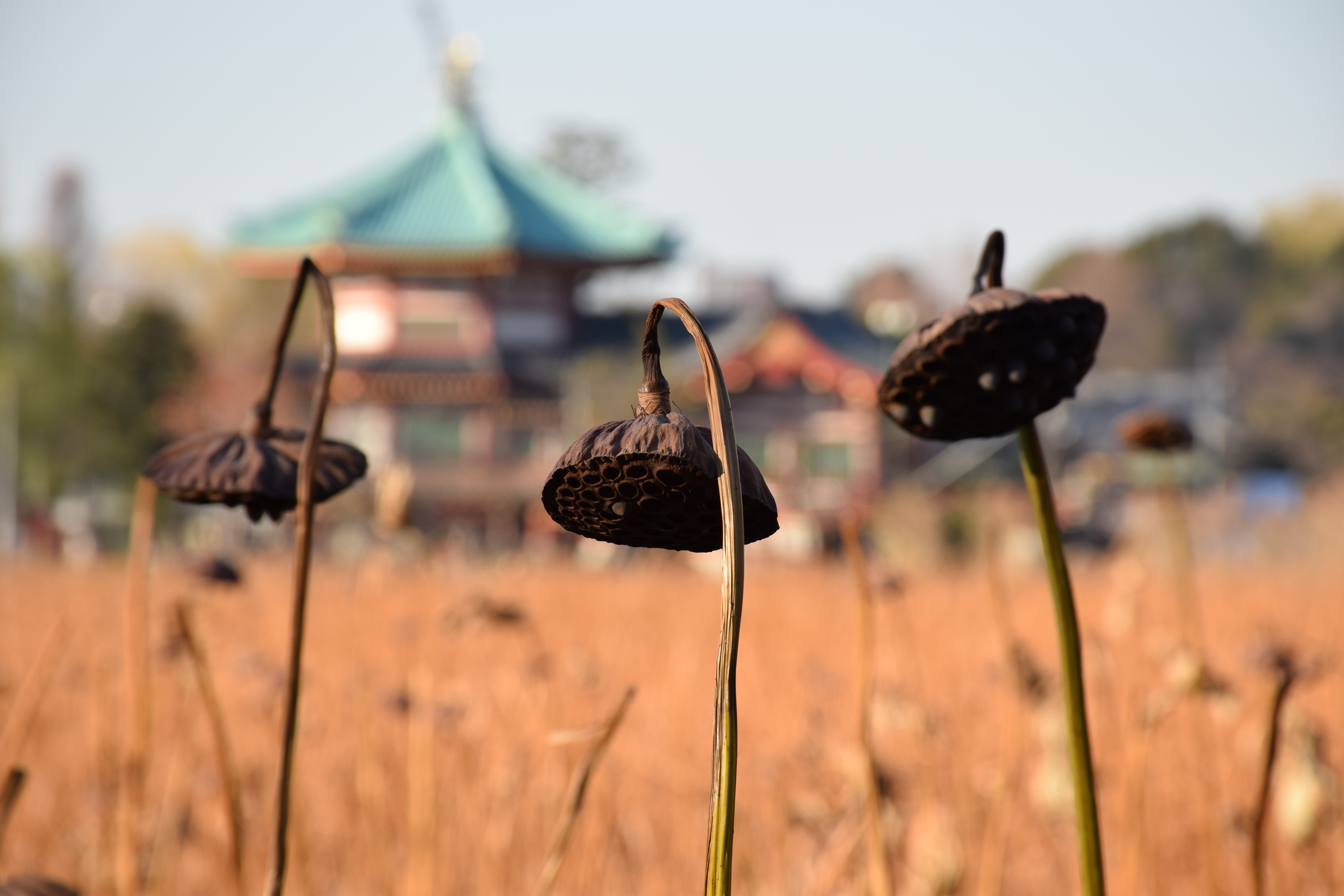 D5300 / AF-S DX NIKKOR 18-140mm F3.5-5.6 G ED VR  / 6,000×4,000 / ISO250 / F8 / 1/250秒 / 140mm（210mm相当）