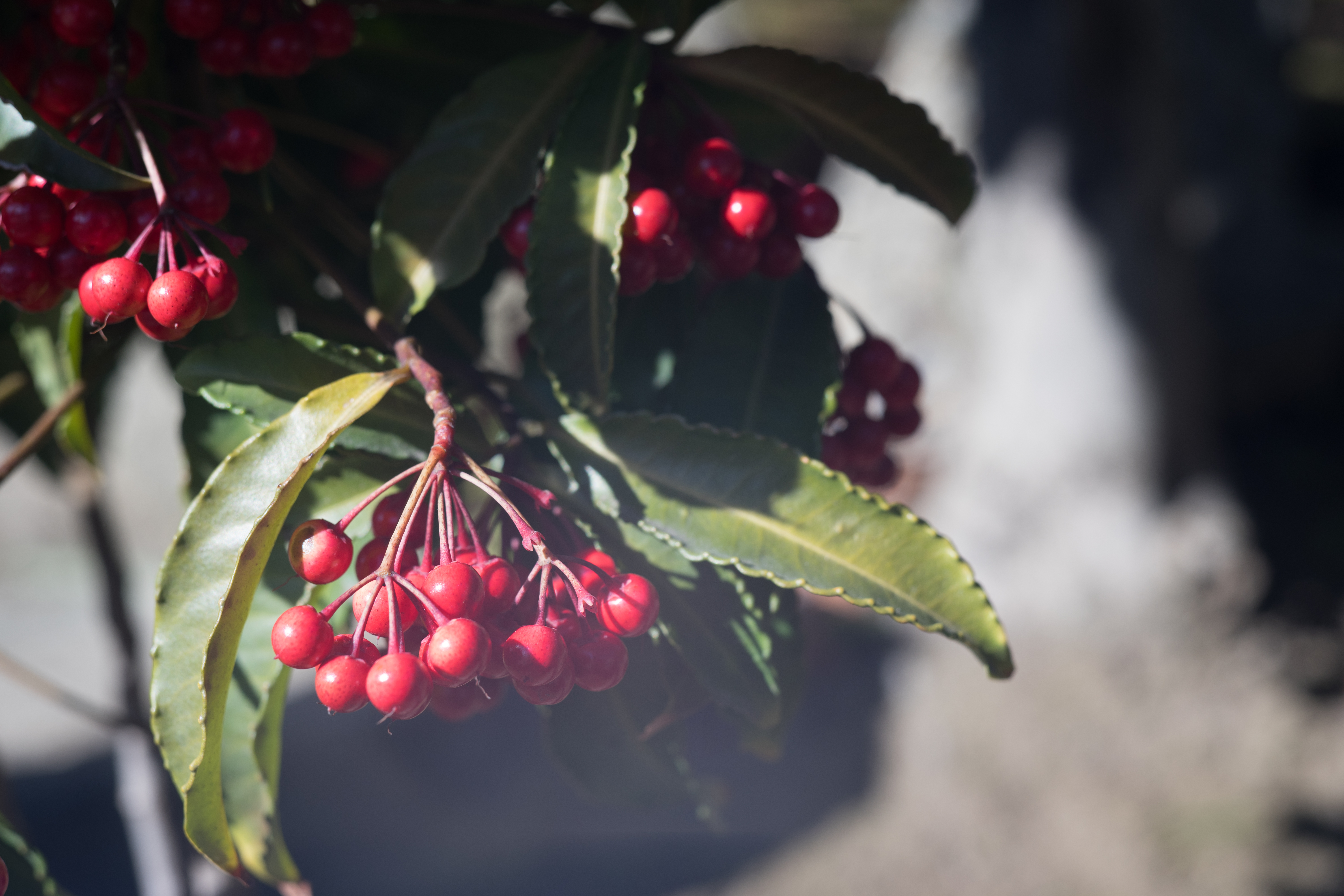 アダプター最短（フォクトレンダー製アダプター使用）