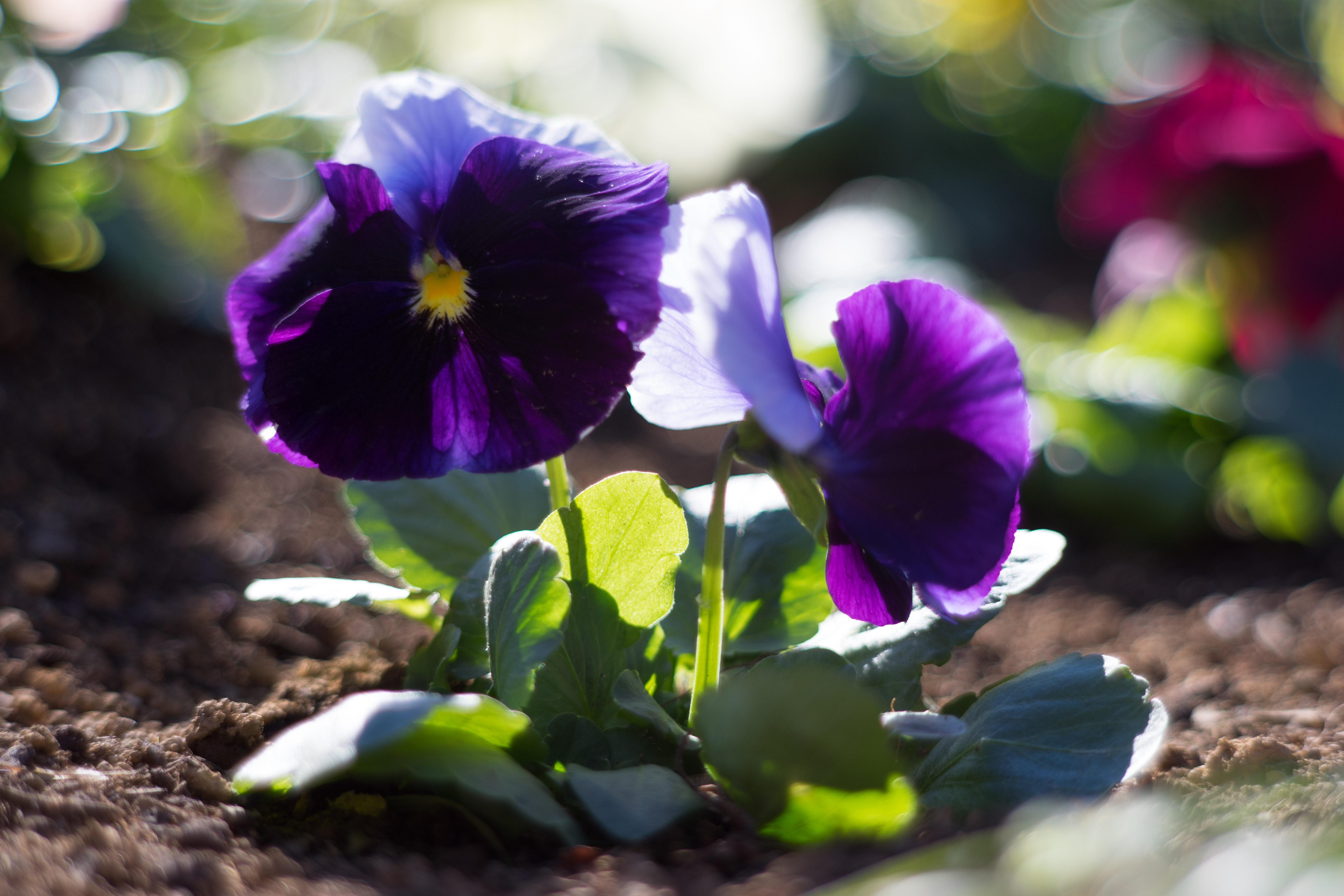 アダプター最短（ホークスファクトリー製アダプター使用）