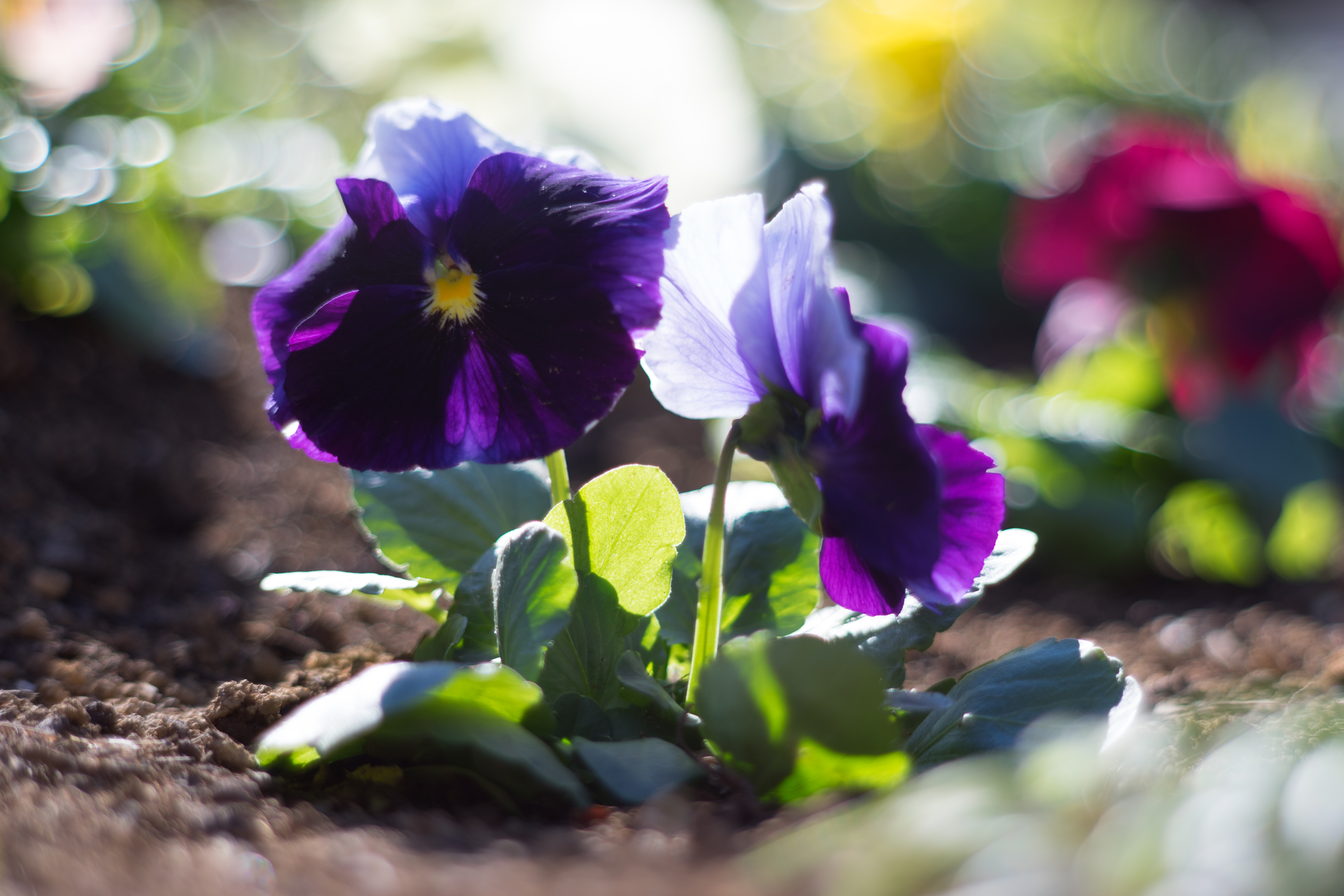 アダプター最短（フォクトレンダー製アダプター使用）