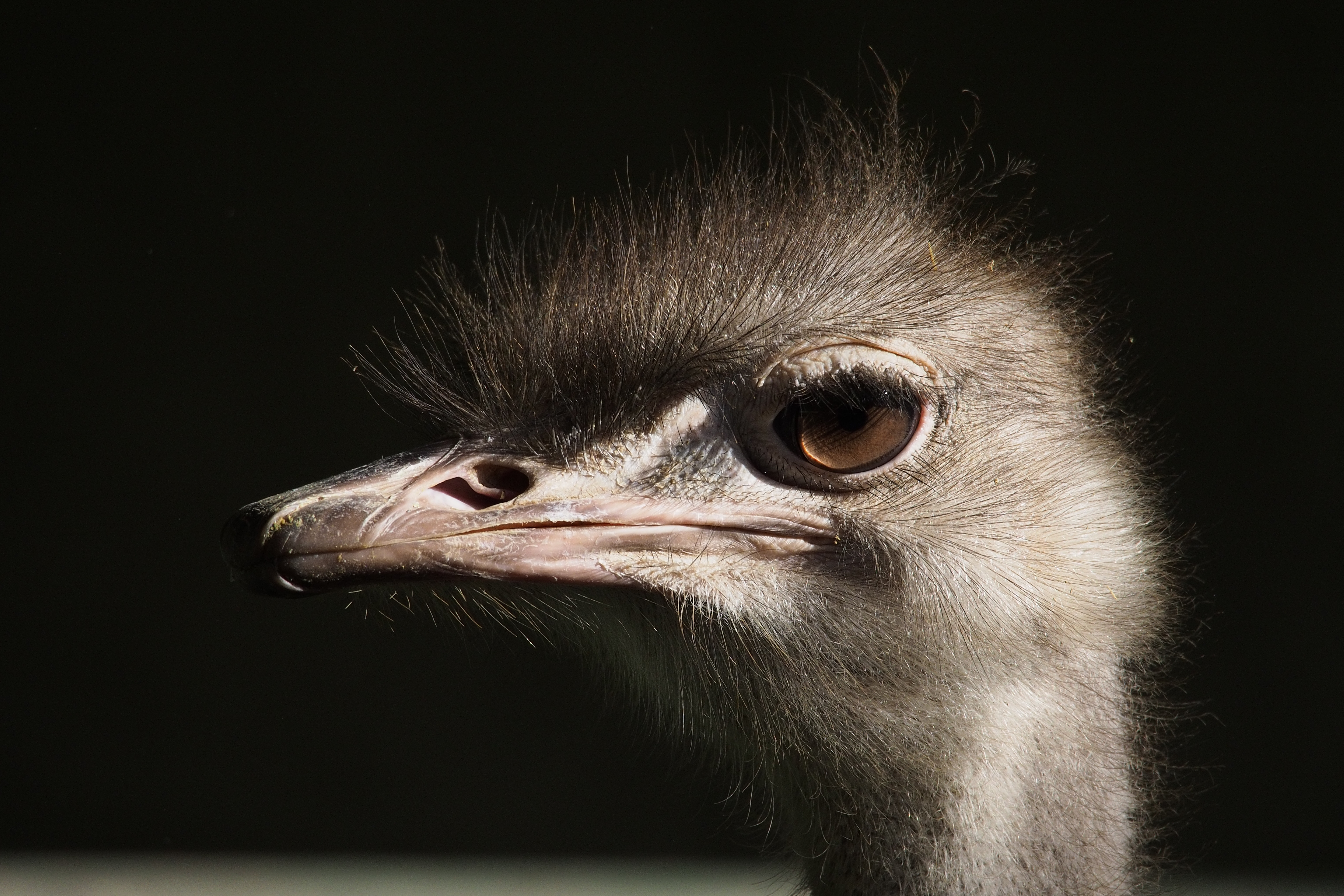 個人的に、E-P5で画質劣化を気にせず撮れる最高感度と思っているのがISO800。ここまでならISO200で撮ったのと比べても、あまり見劣りは感じない。M.ZUIKO DIGITAL ED 75-300mm F4.8-6.7 II / 1/500秒 / F6.7 / -0.3EV / ISO800 / 絞り優先AE / WB：オート / 300mm