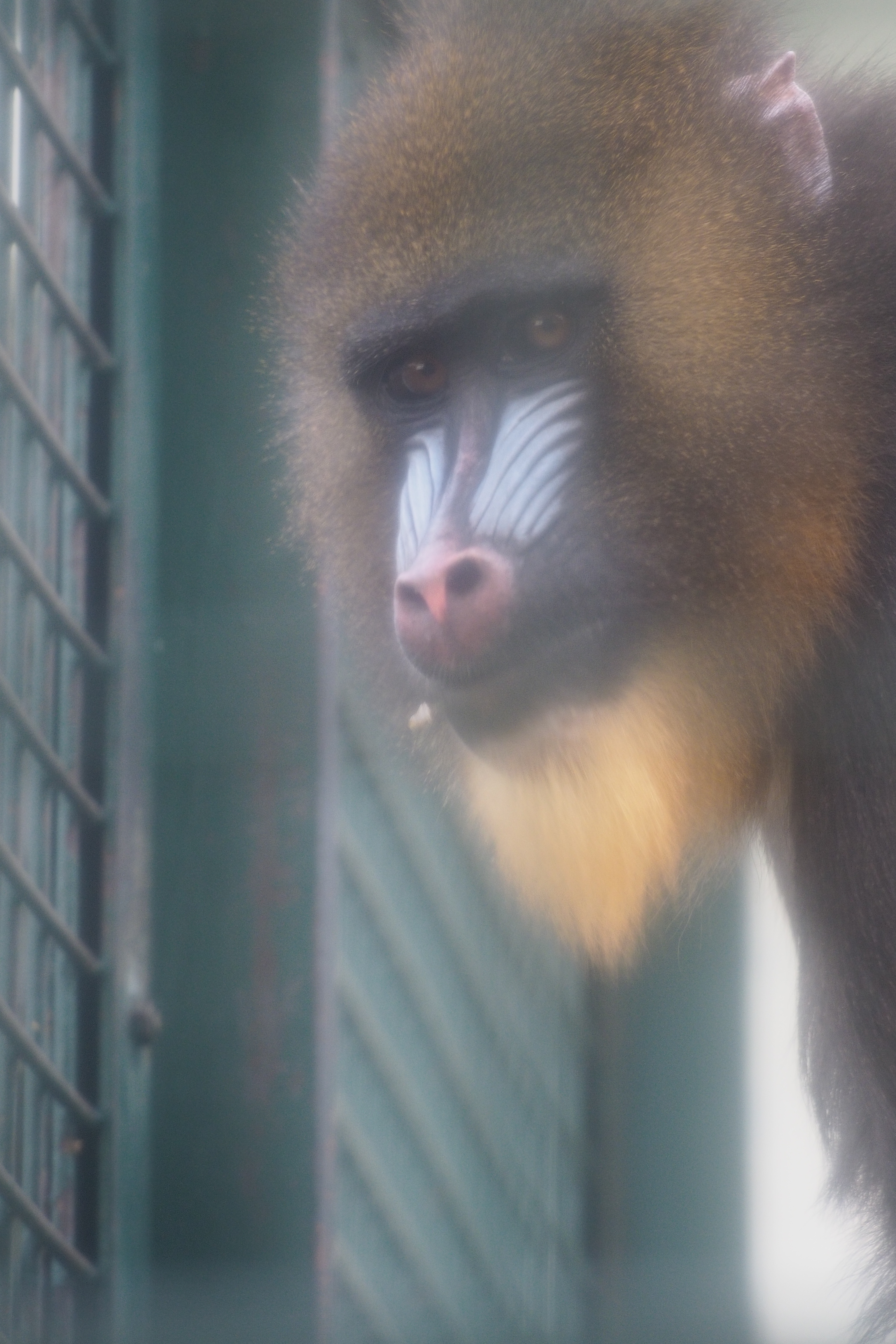 ファンタジックフォーカスじゃなくて、ガラスの汚れがソフトフィルターの効果を出してくれているのだ。M.ZUIKO DIGITAL ED 75-300mm F4.8-6.7 II / 1/50秒 / F6.2 / 0EV / ISO800 / 絞り優先AE / WB：オート / 208mm