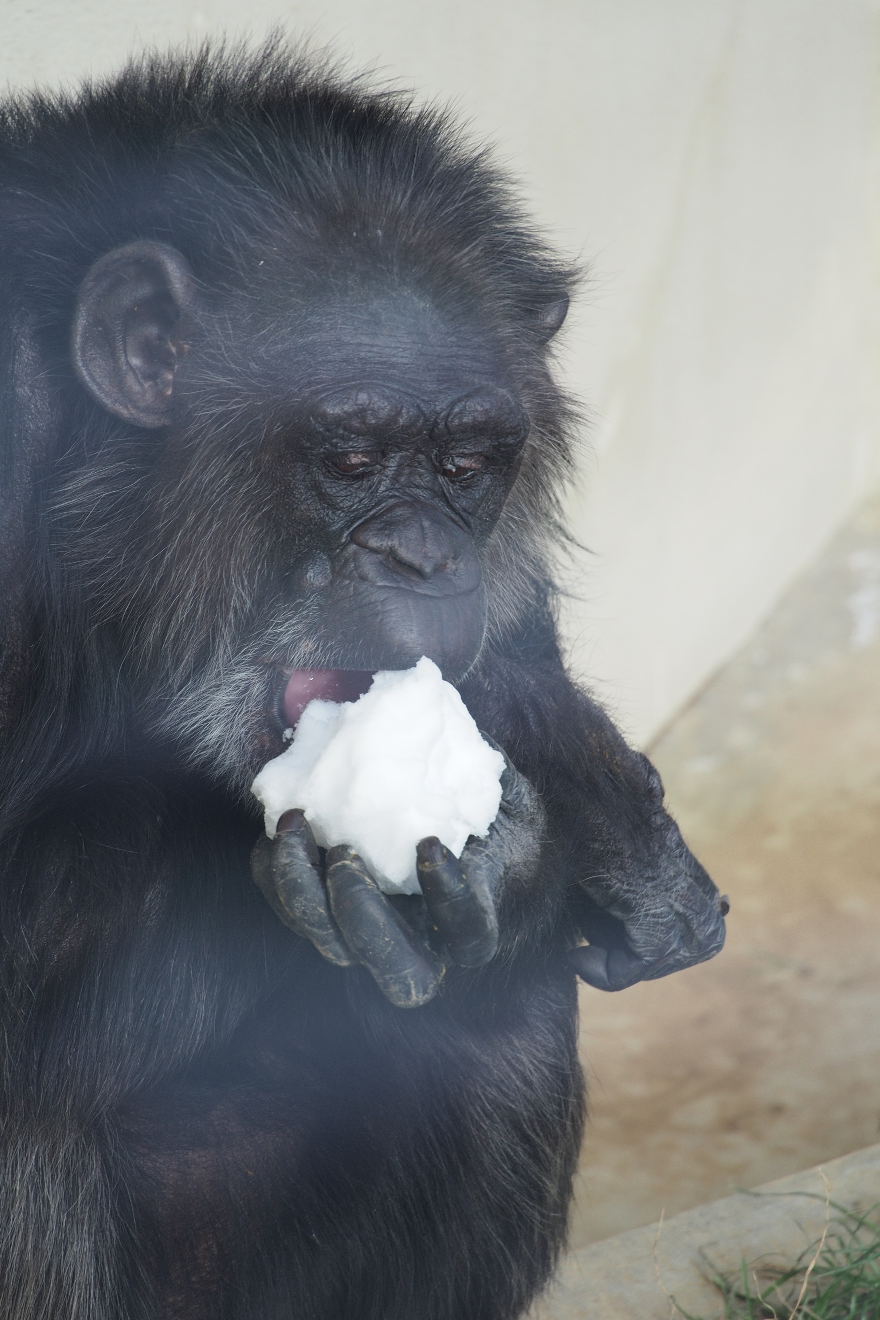 これもガラス越しでの撮影なので、少し解像は悪い。それにしても、ニホンザルが寒そうにしてて、チンパンジーが雪を食べてるというのが不思議である。M.ZUIKO DIGITAL ED 75-300mm F4.8-6.7 II / 1/125秒 / F6.4 / +0.3EV / ISO200 / 絞り優先AE / WB：オート / 234mm