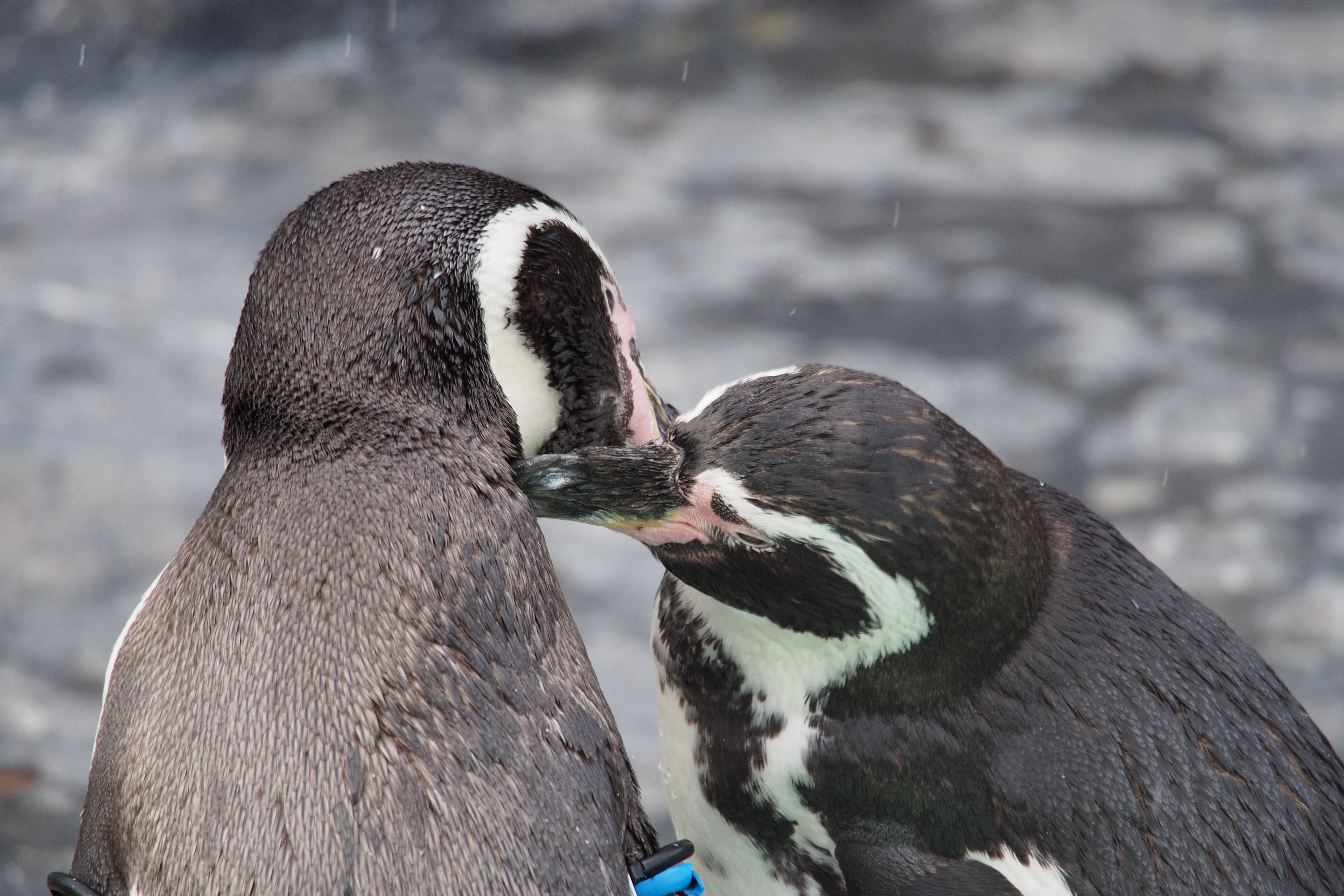 仲むつまじくお互いの毛づくろいをするペンギンのペア。M.ZUIKO DIGITAL ED 75-300mm F4.8-6.7 II / 1/160秒 / F6.7 / 0EV / ISO400 / 絞り優先AE / WB：オート / 300mm