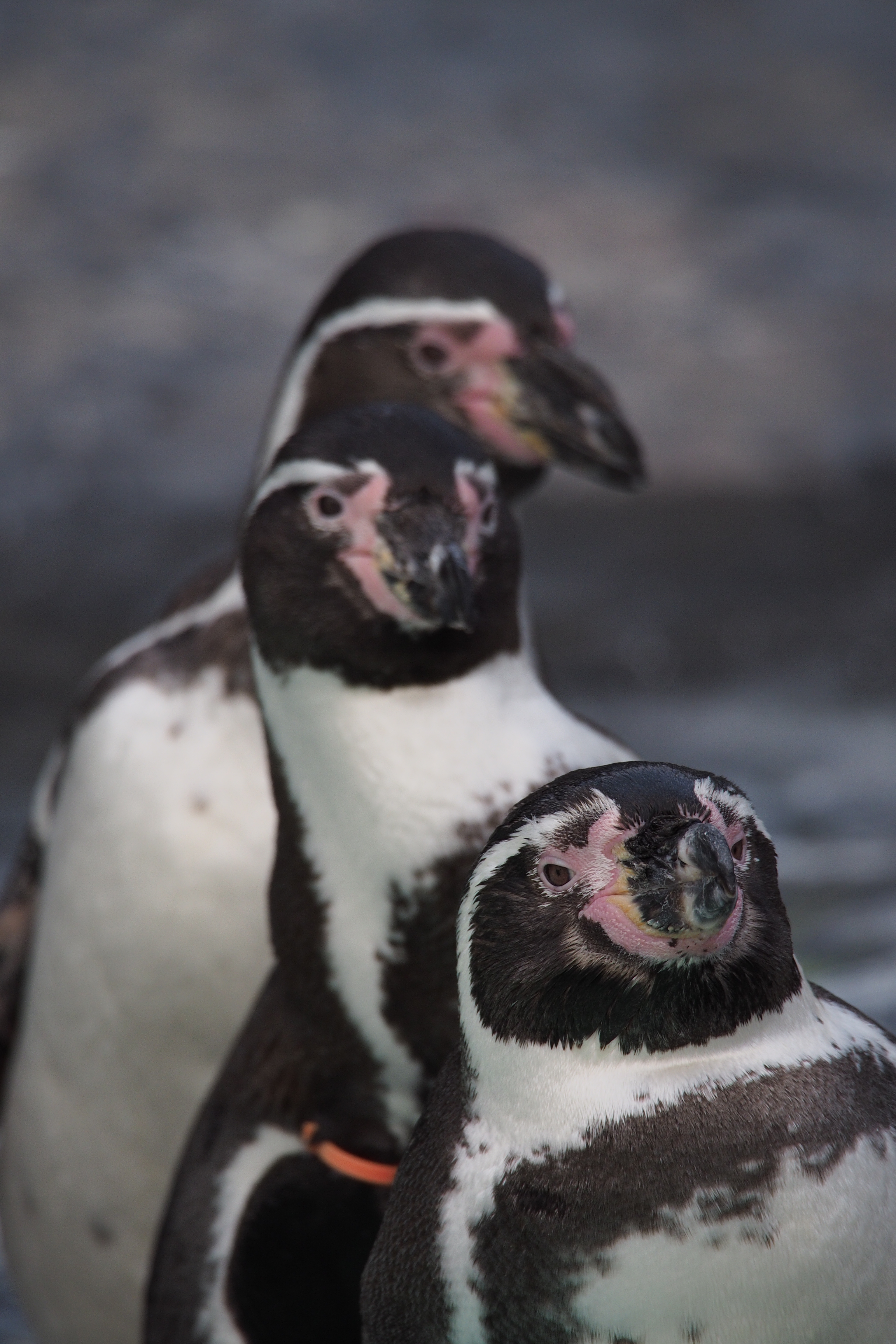 そして、それをうらやましげに眺める独身（推定）ペンギンたち。うしろの2羽のボケ具合がちょっと硬い。M.ZUIKO DIGITAL ED 75-300mm F4.8-6.7 II / 1/640秒 / F6.7 / -0.7EV / ISO400 / 絞り優先AE / WB：オート / 300mm