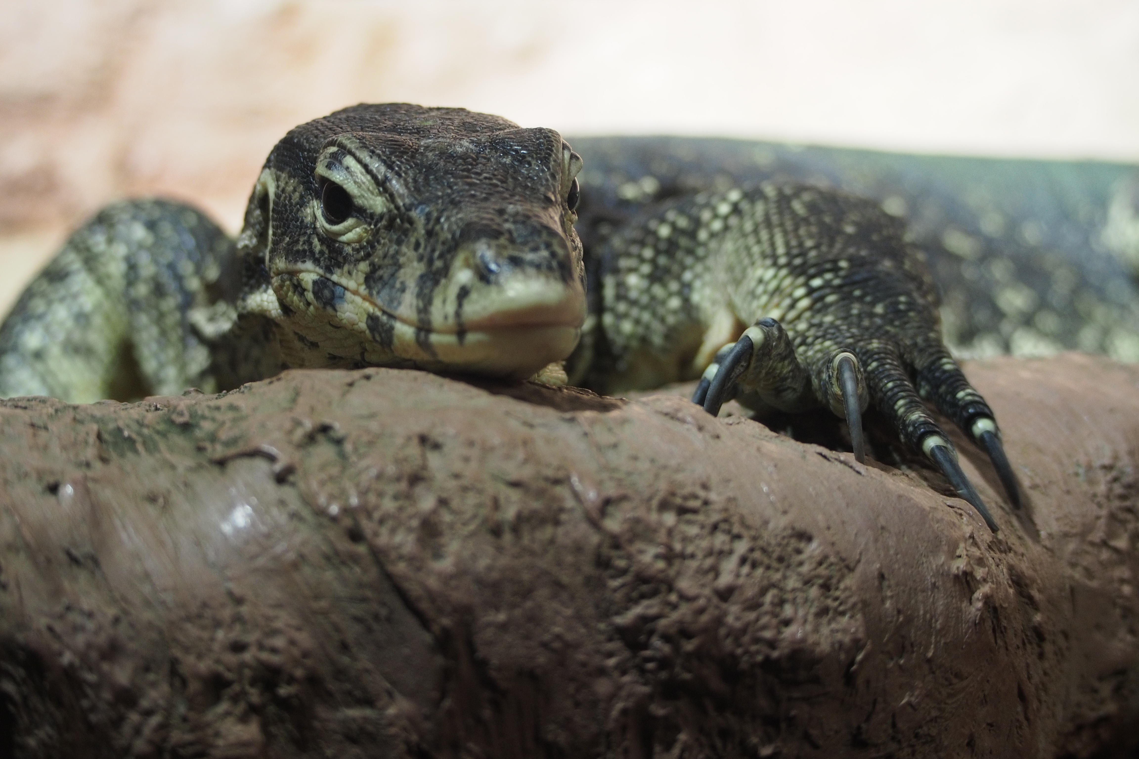 安価なレンズには近接性能がよくないものもあるが、オリンパスのレンズは寄っても画質が落ちないものが多い。ここまで寄ってこの写りは見事。M.ZUIKO DIGITAL ED 75-300mm F4.8-6.7 II / 1/60秒 / F4.8 / 0EV / ISO800 / 絞り優先AE / WB：オート / 75mm