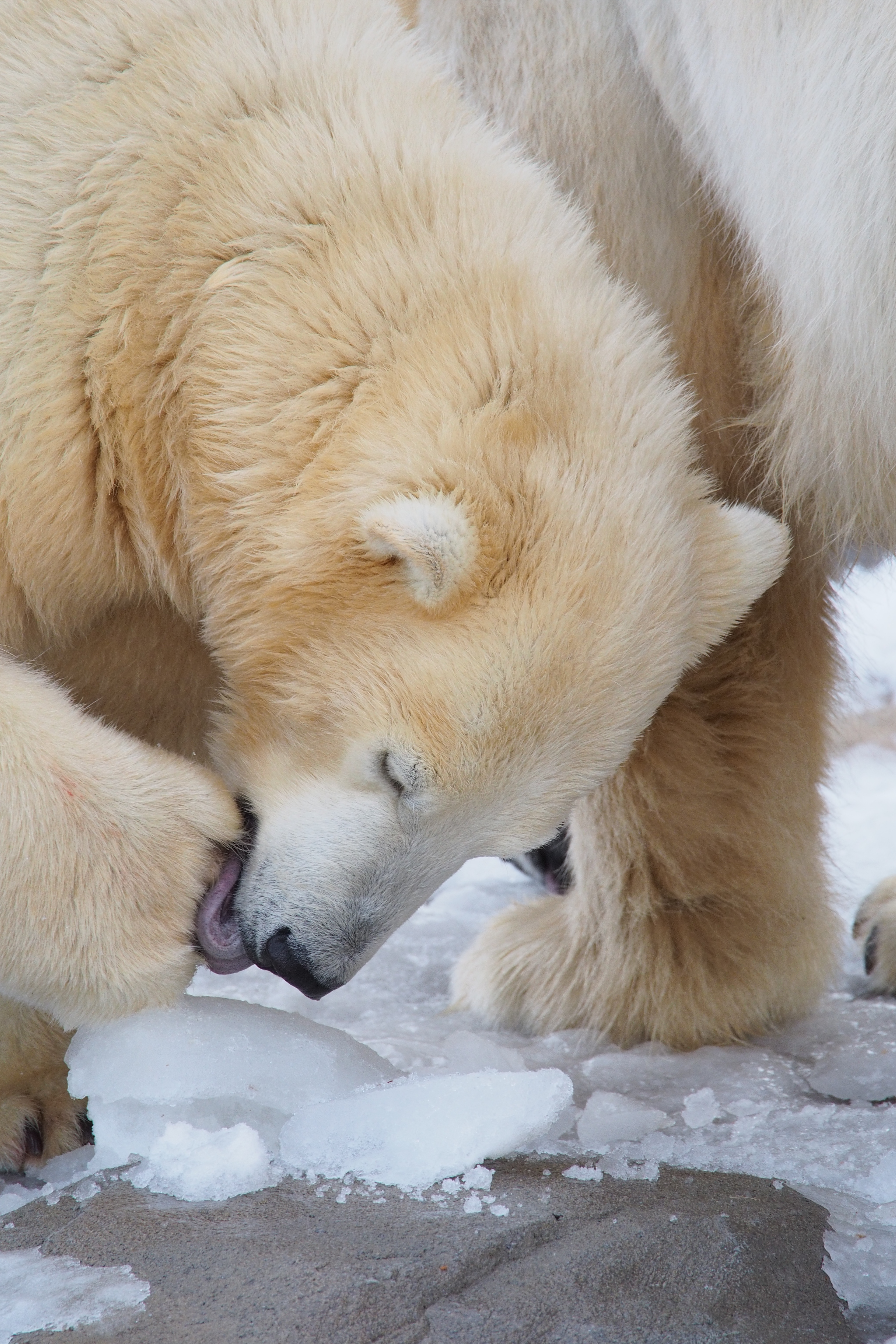 去年の12月に生まれたホッキョクグマの子ども。ふわふわの体毛の質感を重視するならISO800までが限度だと思う。M.ZUIKO DIGITAL ED 75-300mm F4.8-6.7 II / 1/400秒 / F6.7 / +1EV / ISO800 / 絞り優先AE / WB：オート / 300mm