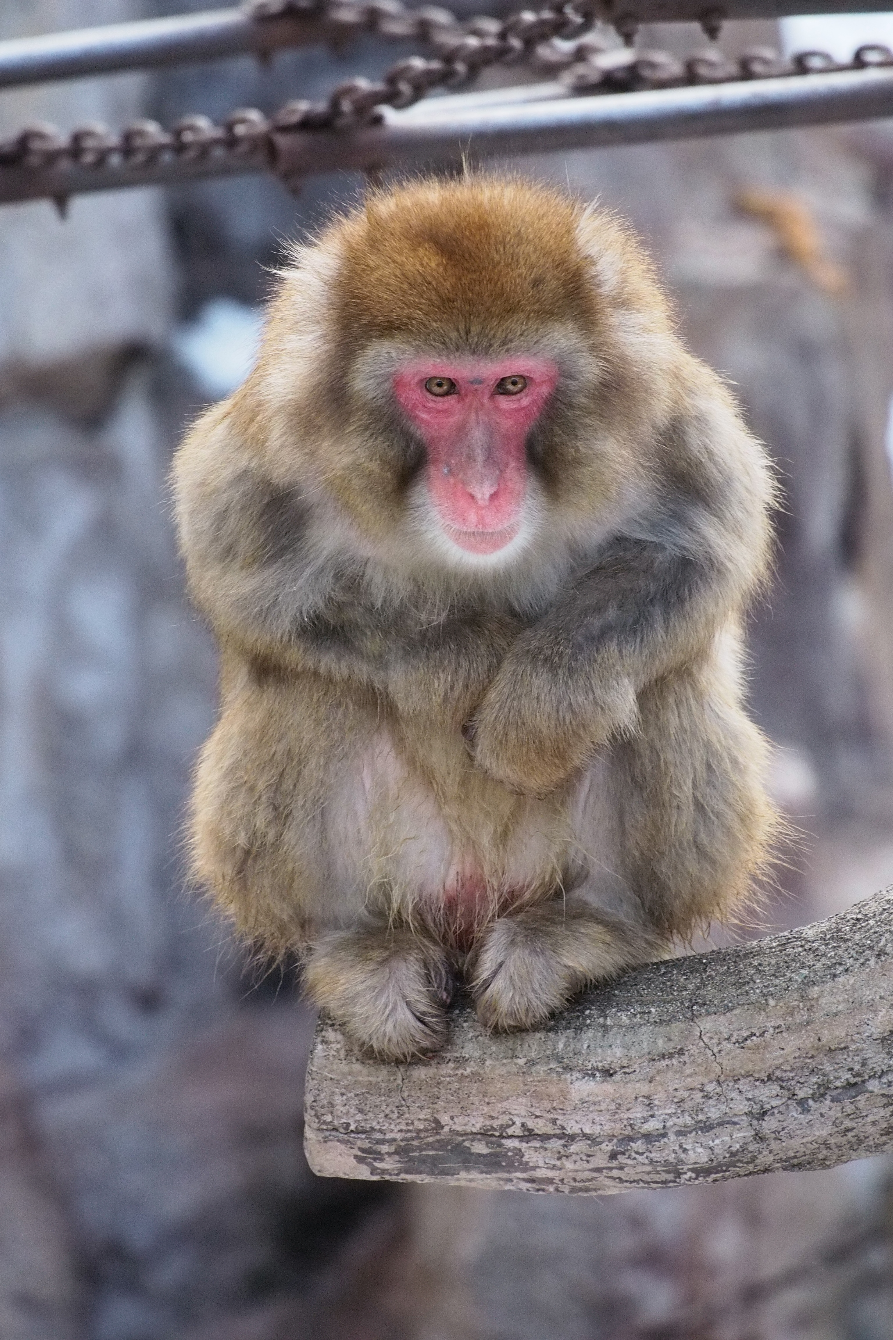 屋内で撮ってて感度を下げ忘れてISO3200のまま撮ったカット。ディテール再現は悪くなっているが、人によっては許容範囲に入るかもしれない。M.ZUIKO DIGITAL ED 75-300mm F4.8-6.7 II / 1/400秒 / F6.2 / +0.3EV / ISO3200 / 絞り優先AE / WB：オート / 215mm
