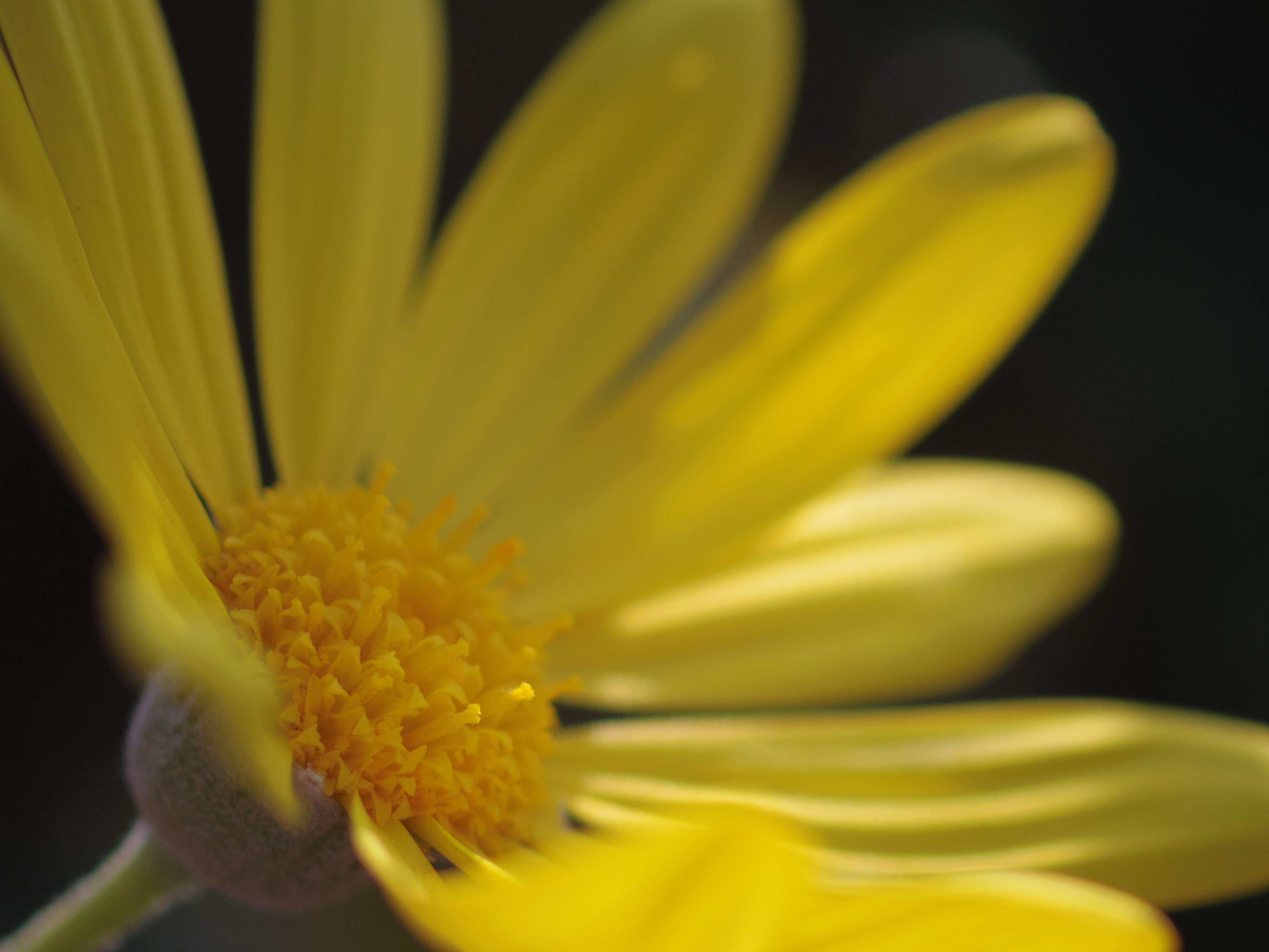 マクロの定番「シベにピント、花びらボカし」です(笑)。柔らかく段階を経たボケは筆者の好みでした。HD DA 35mm F2.8 Macro Limited / 1/1000秒 / F2.8 / 0EV / ISO100 / 絞り優先AE / WB：オート / 35mm