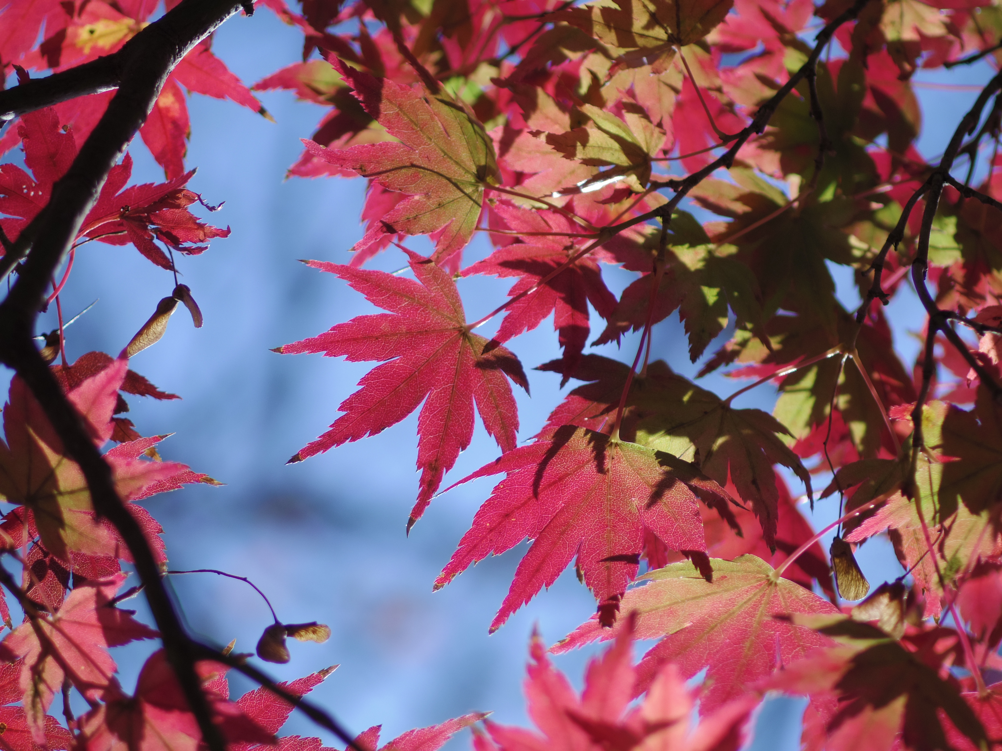 逆光状態で撮影。中央の葉のギザギザに注目すると描写性能の高さが見て取れます。HD DA 35mm F2.8 Macro Limited / 1/800秒 / F2.8 / 0EV / ISO100 / 絞り優先AE / WB：オート / 35mm