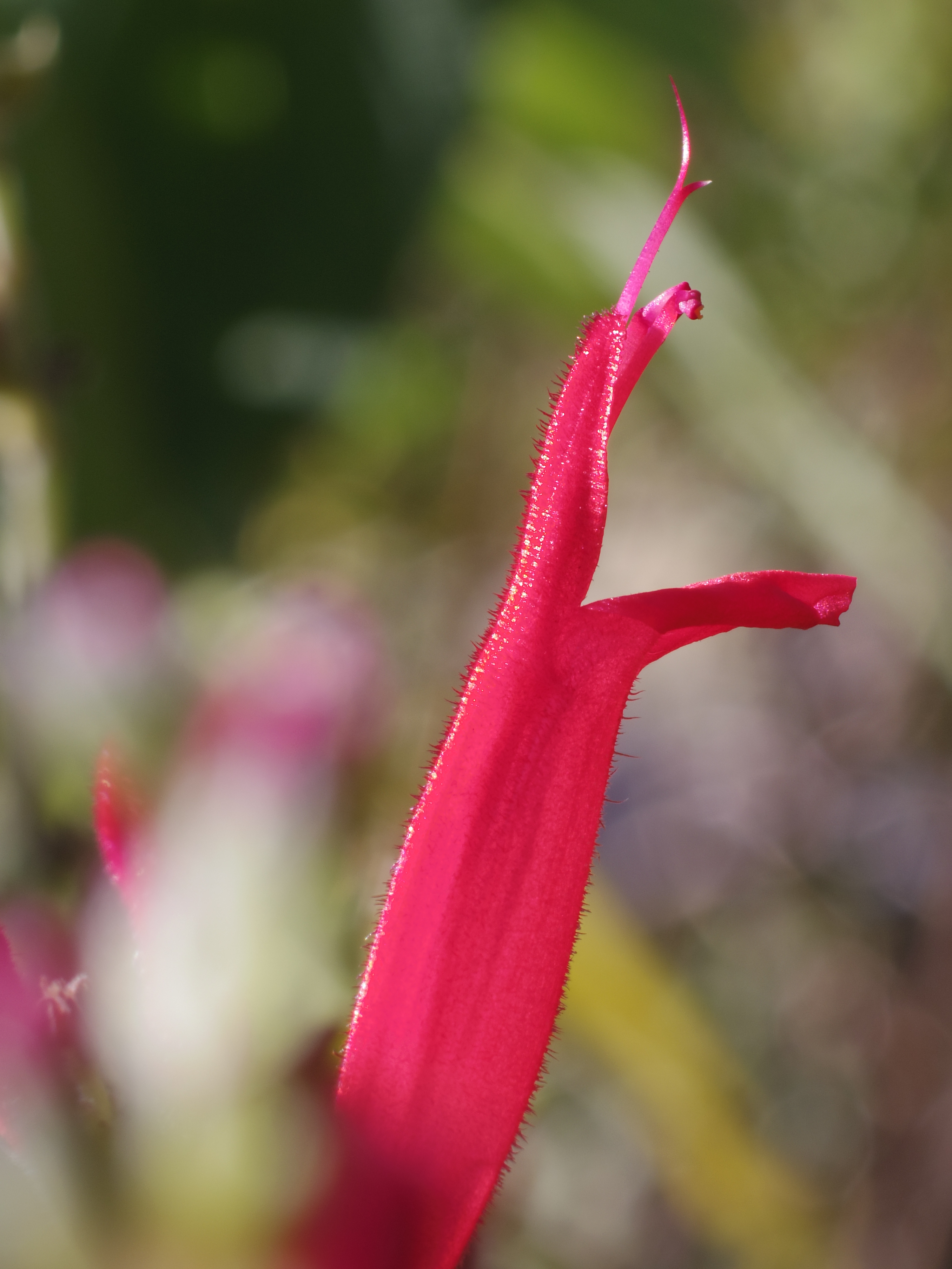 少々煩雑な背景でしたが前後のボケがわかりやすいかと思い撮影してみました。確かにボケ具合はわかりやすいのですが円形ボケが多すぎて更に煩雑になってしまいました（汗）。HD DA 35mm F2.8 Macro Limited / 1/60秒 / F2.8 / 0EV / ISO100 / 絞り優先AE / WB：オート / 35mm