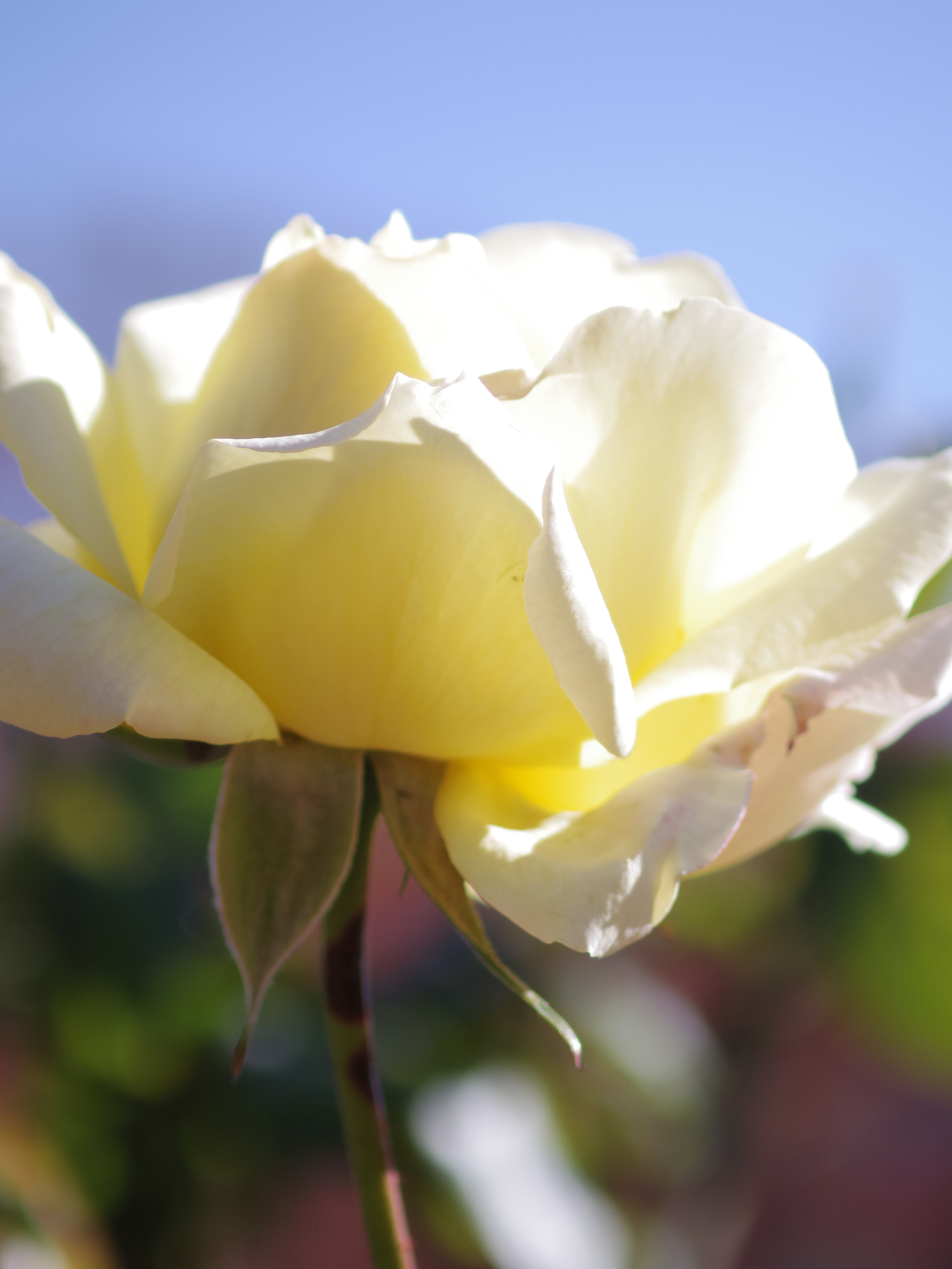 画角的に、花壇の中の少し遠い位置の花を一輪撮るときにとても重宝しました。HD DA 35mm F2.8 Macro Limited / 1/1000秒 / F2.8 / 0EV / ISO100 / 絞り優先AE / WB：オート / 35mm