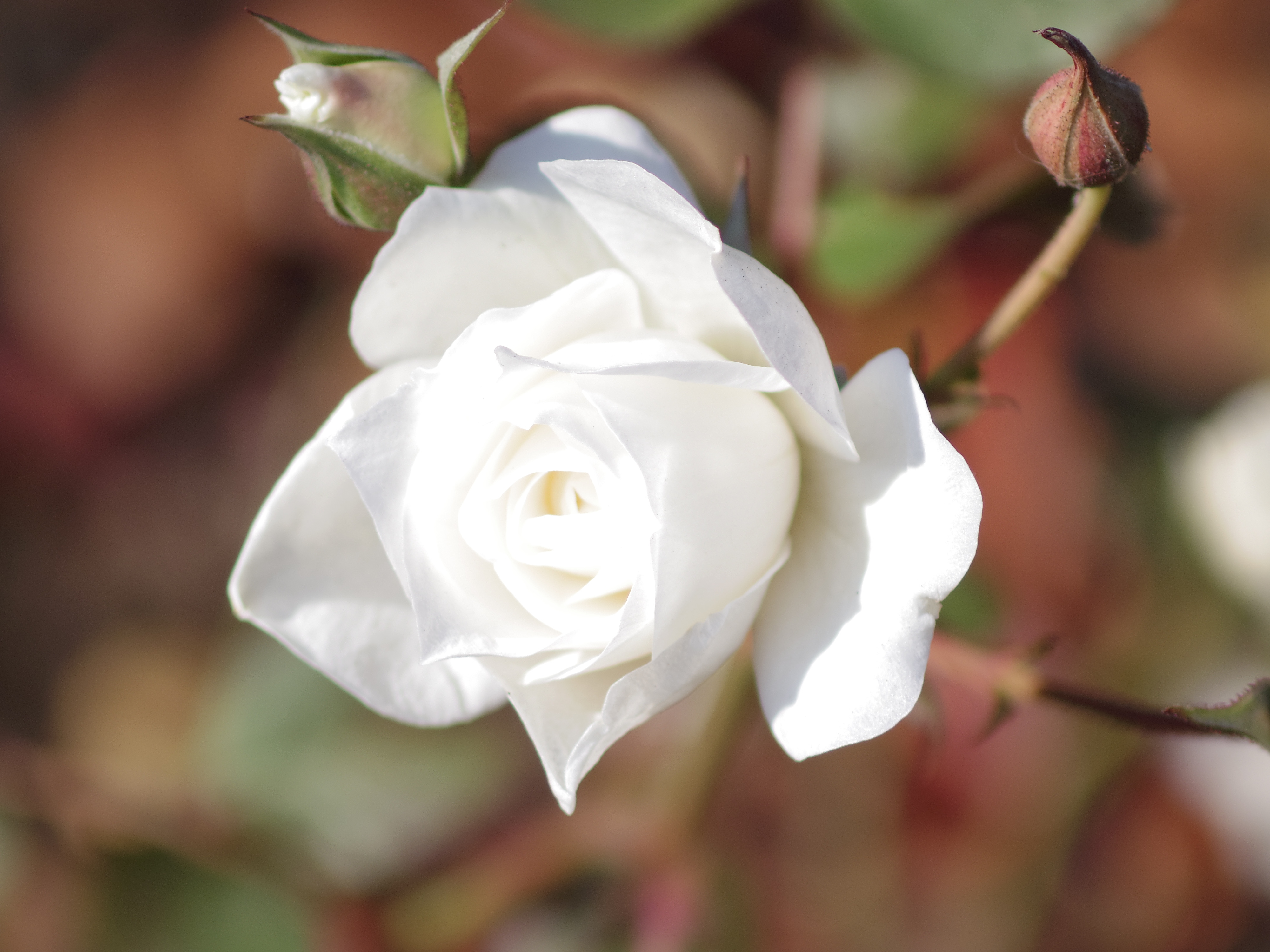 順光で白い花びらと言う厳しい設定で撮影。陰影のついたところはディティールが生きています。HD DA 35mm F2.8 Macro Limited / 1/1,000秒 / F2.8 / 0EV / ISO100 / 絞り優先AE / WB：オート / 35mm