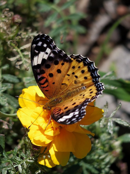 花の蜜を吸いに来た蝶に逃げられないように撮影。今回の作例はすべて望遠側で撮影していますが、こちらは望遠で被写体を引き寄せた例です