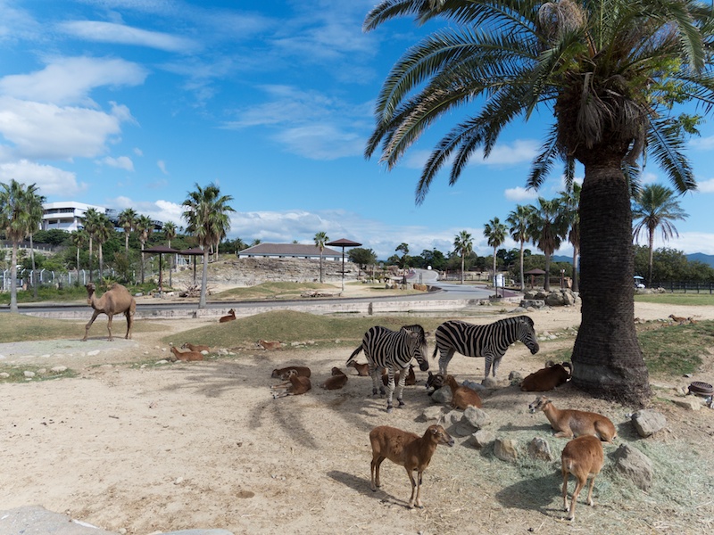 レンズの広角側を使い、右手前の大きな木と、その後方から奥に向かって並んでいる同じ種類の木を三角形に配置することで、遠近感を強調しました