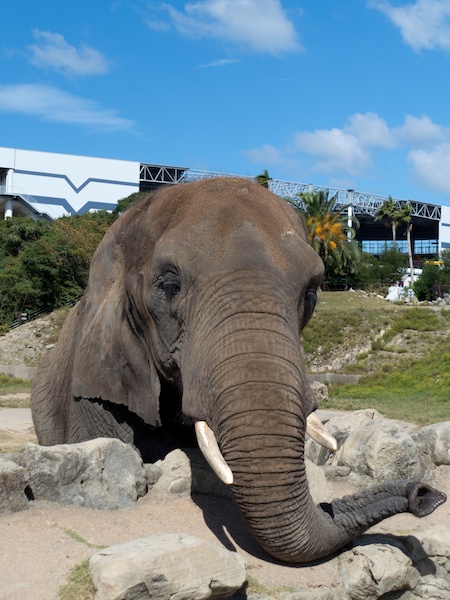 この写真を縦に3分割すると空が1/3、象が2/3となります。象を真ん中に配置して日の丸構図にしてしまうと被写体が小さくなりすぎてしまいます。構図に迷ったら、画面の2/3を主役の被写体で占めるような構図にしてみてください