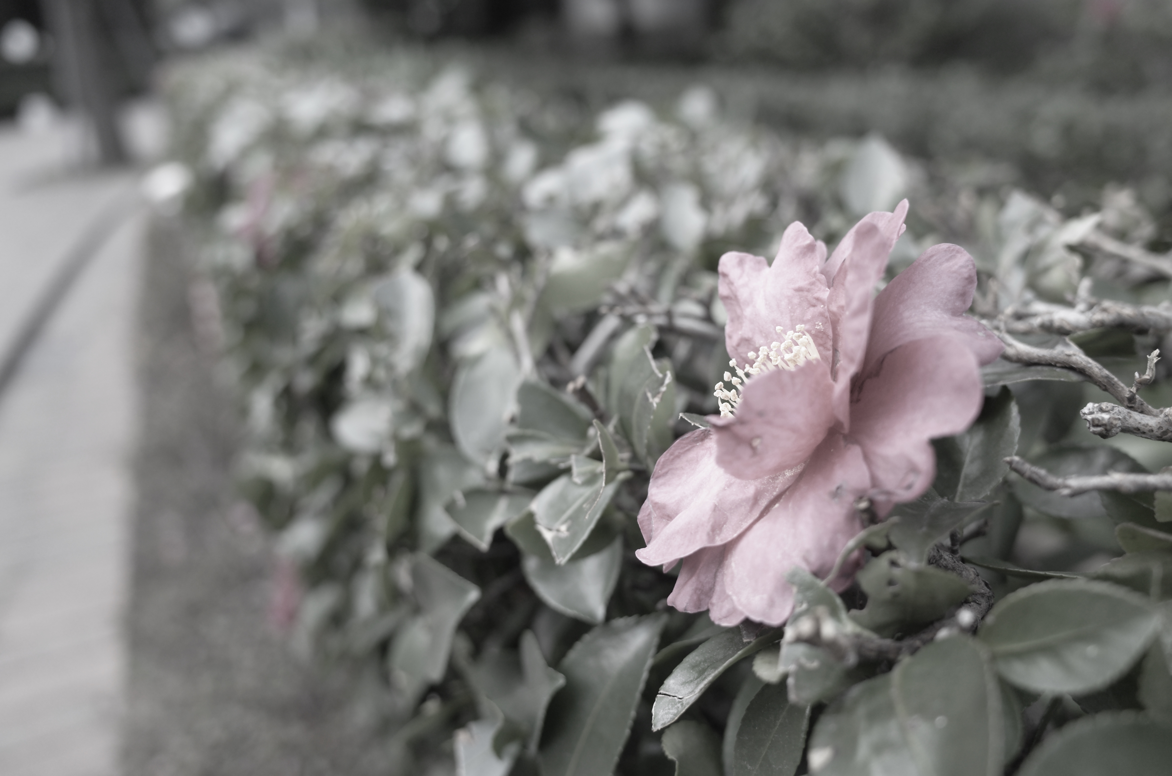 GR / 1/40秒 / F2.8 / +0.3EV / ISO400 / プログラム / WB：オート