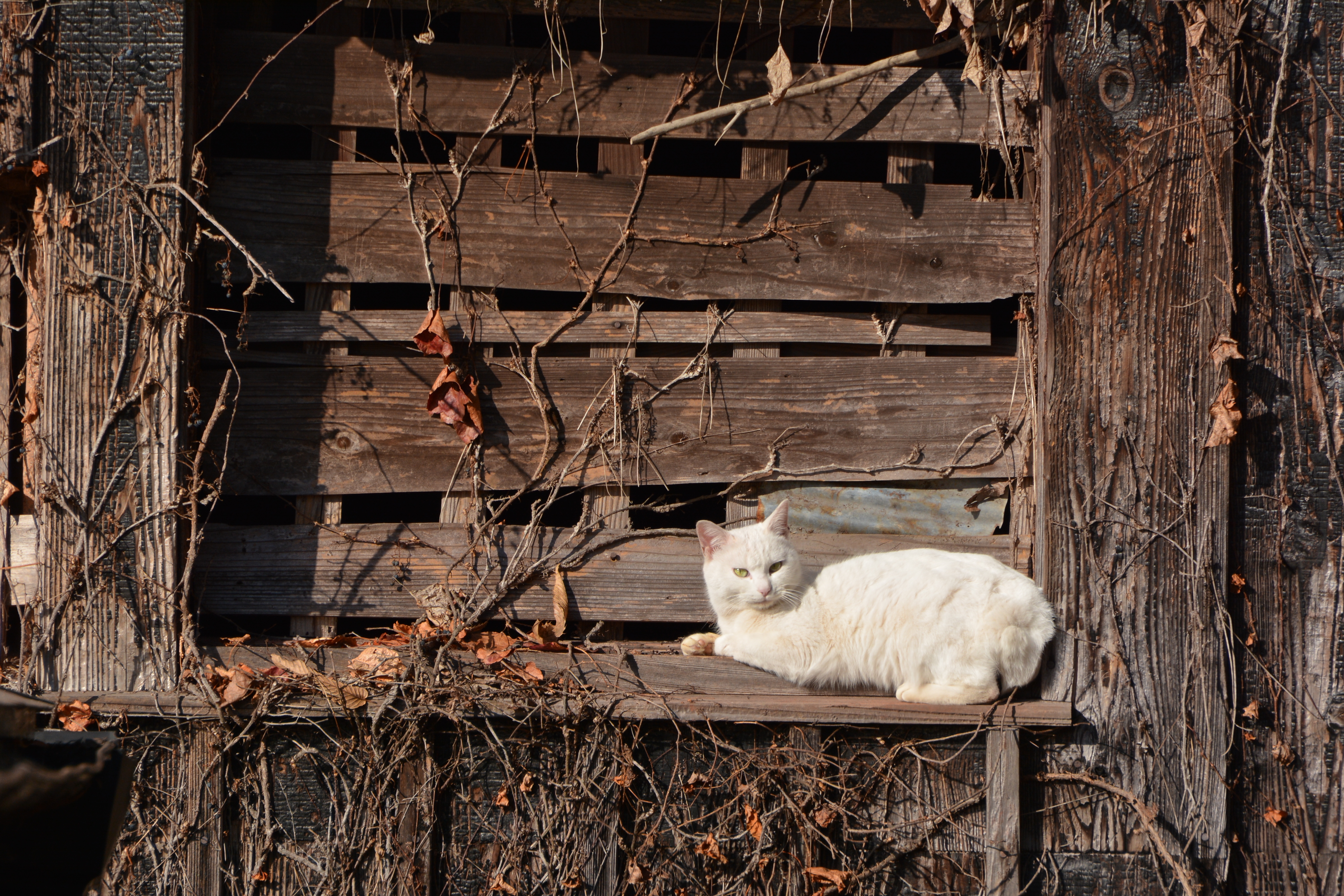 585mm相当で撮影：D7100+28-300mm使用。1/640秒 / F8 / -0.3EV / ISO160 / 絞り優先AE / WB：晴天