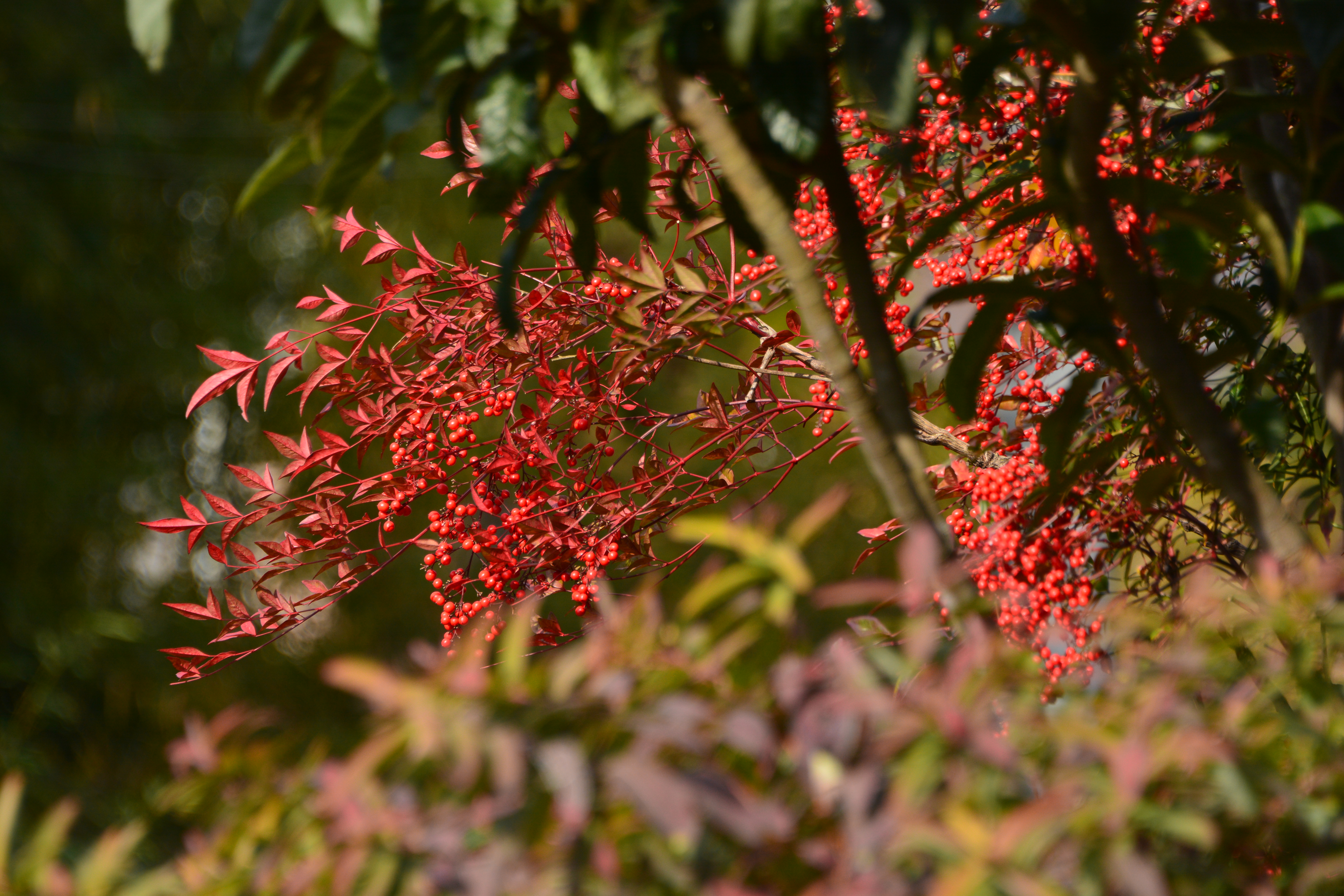 D7100 / AF-S NIKKOR 28-300mm F3.5-5.6 G ED VR / 1/500秒 / F7 / -0.3EV / ISO220 / 絞り優先AE / WB：晴天 / 300mm